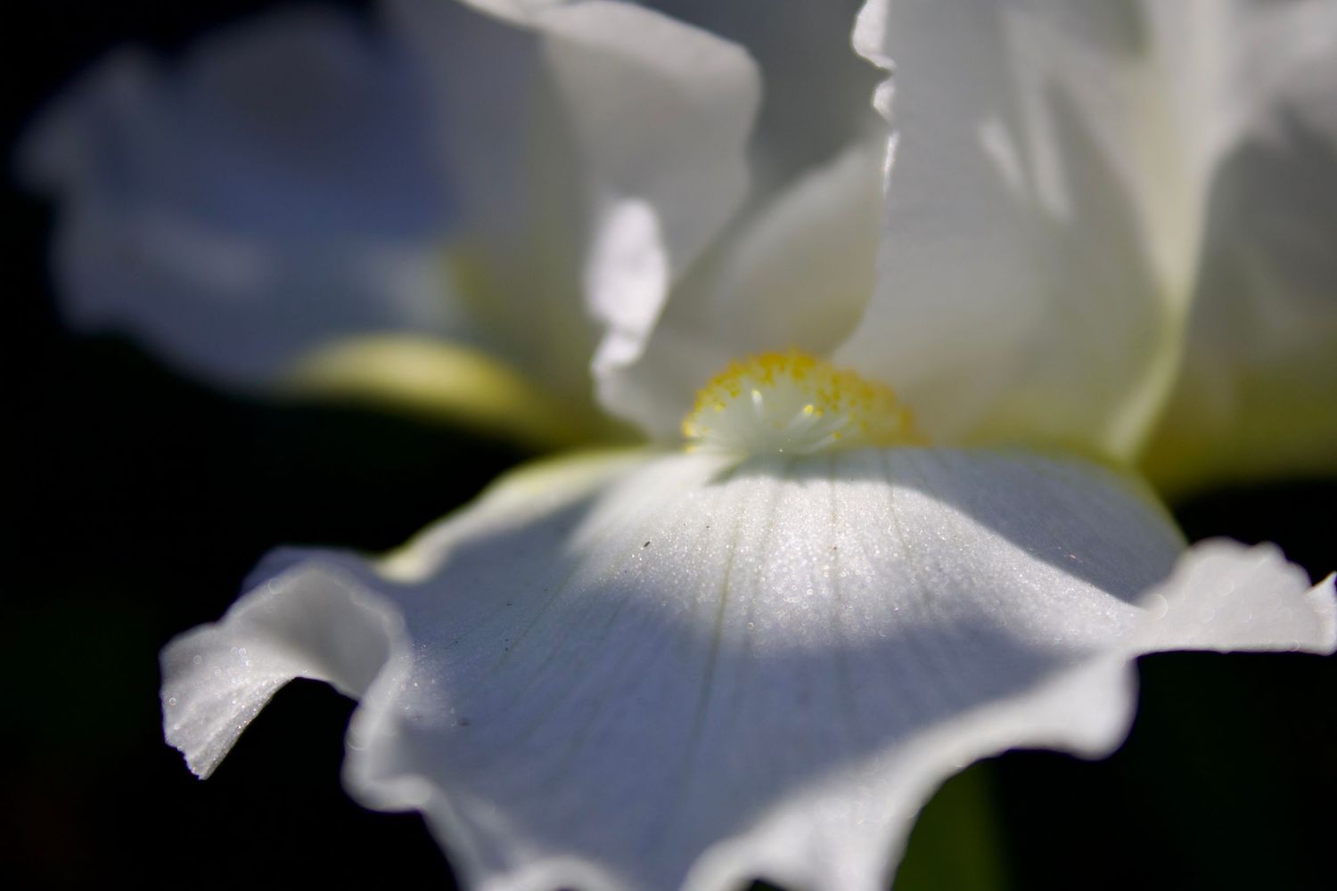 Flower.8