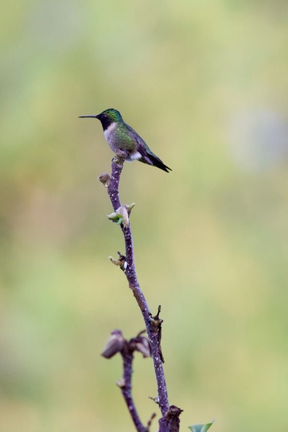 Bird.3