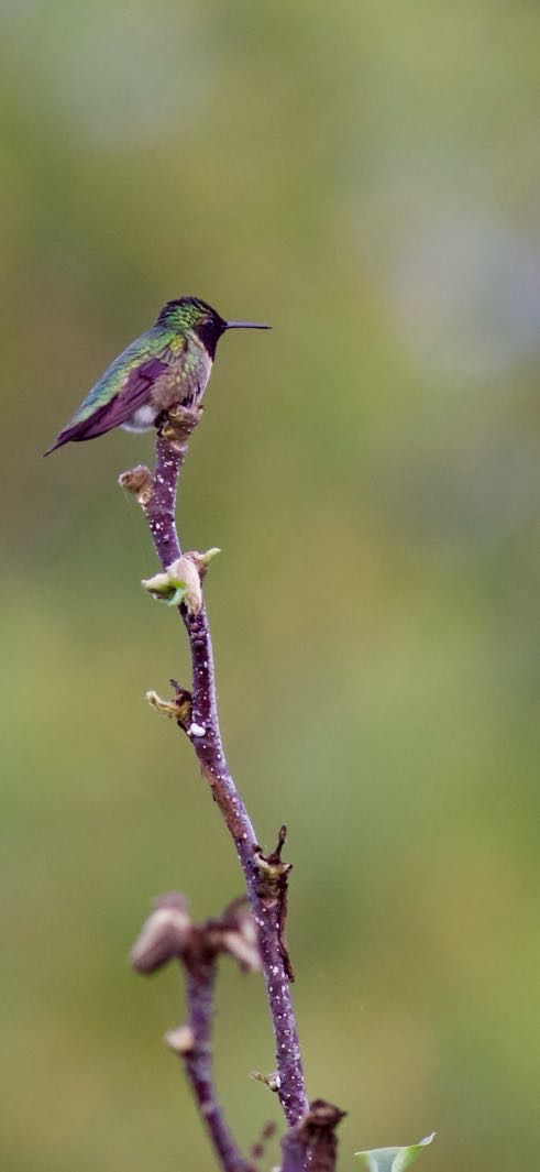 Bird.4