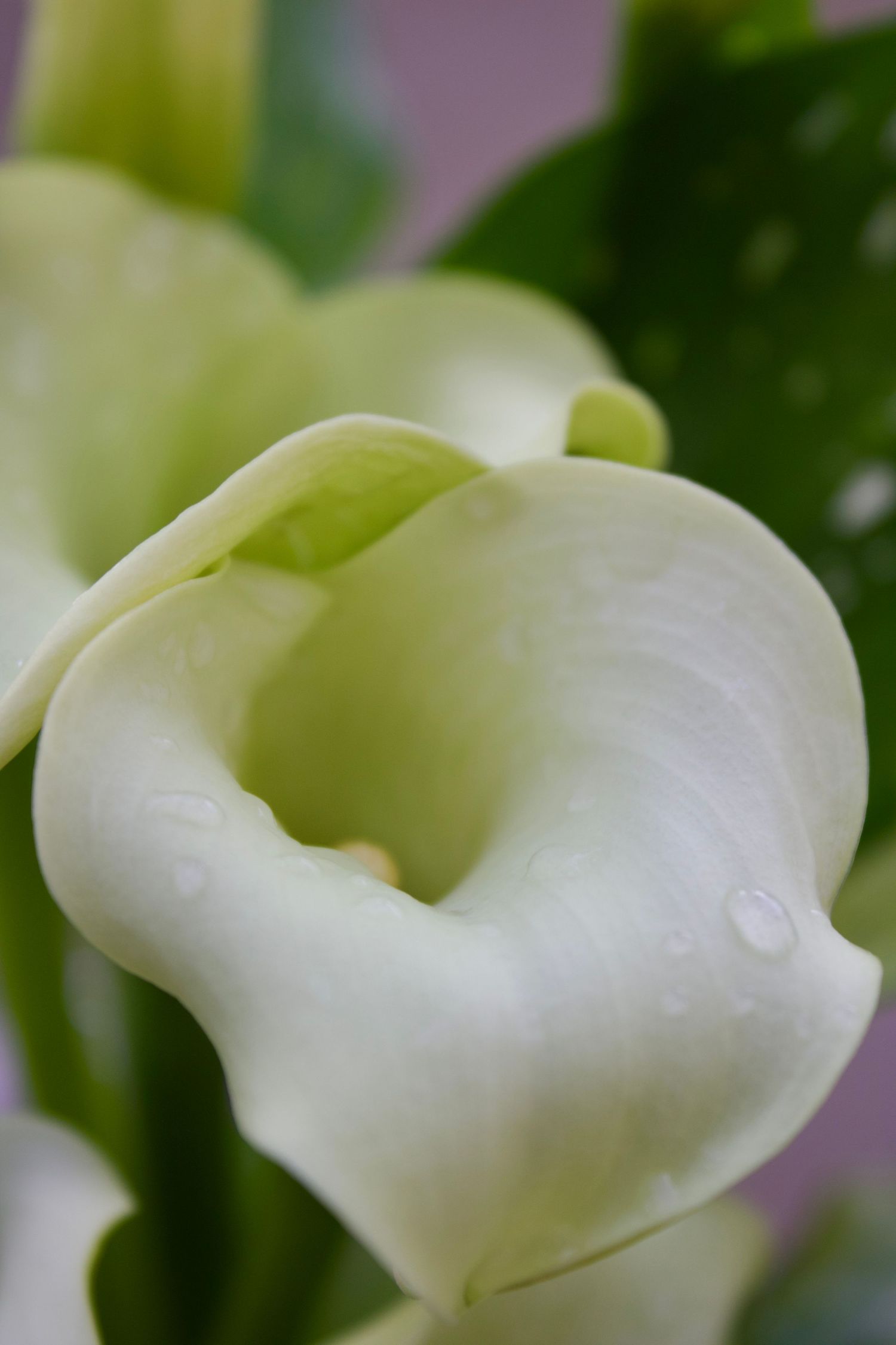 Flower.1