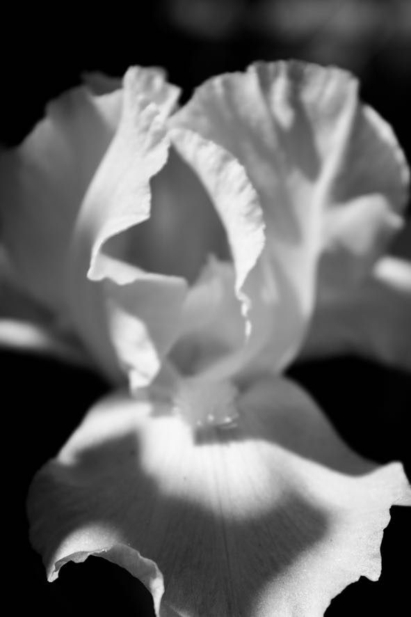 Flower.9
