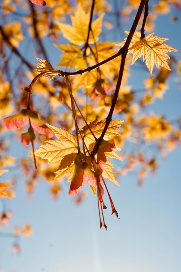 Leaf.1