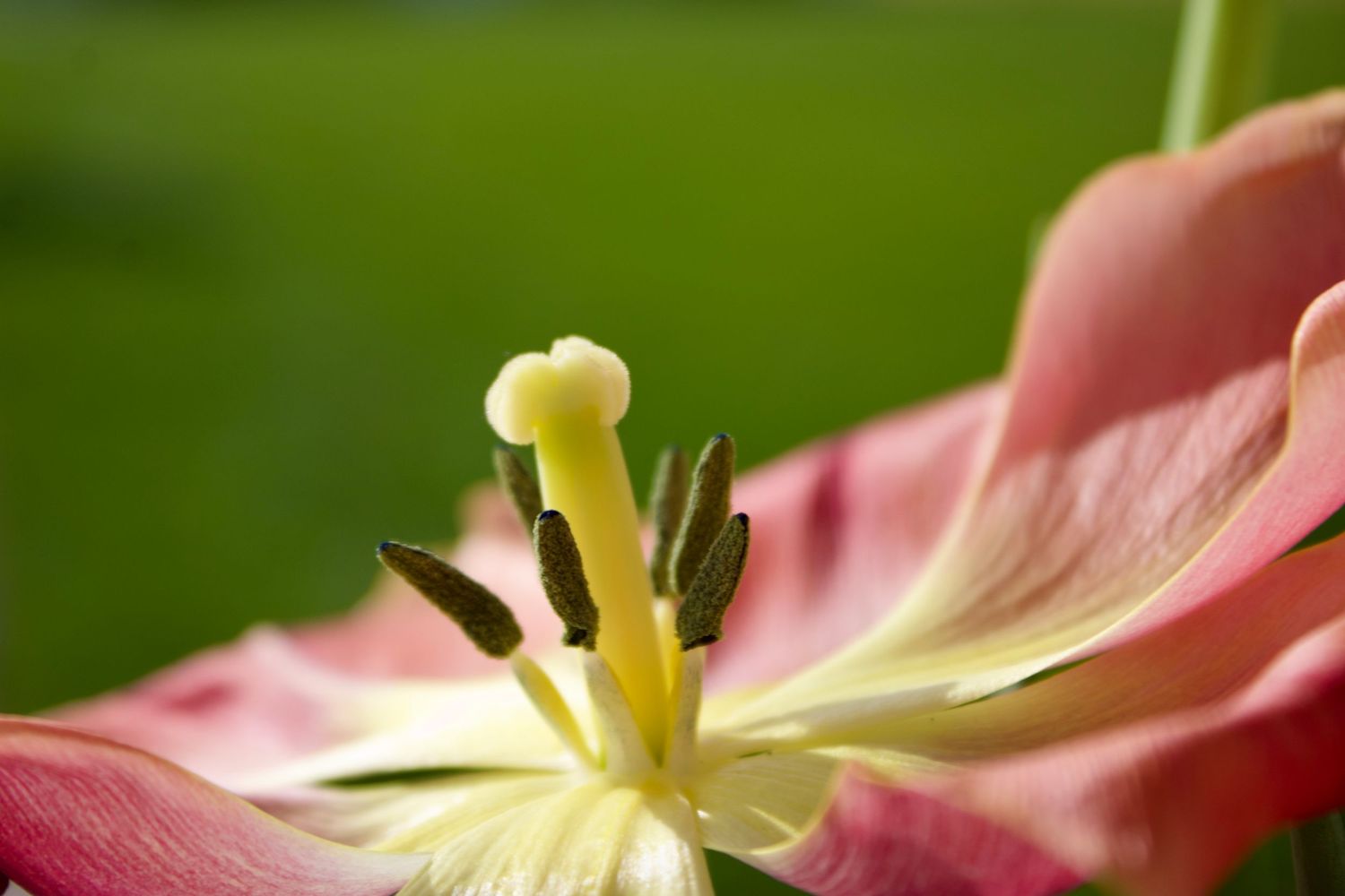 Flower.3