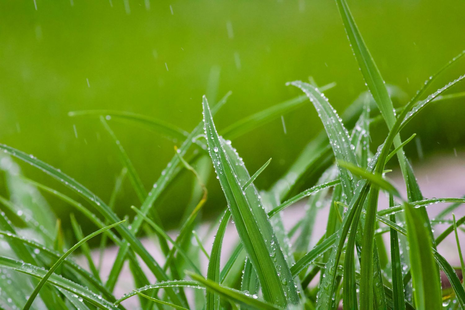 Grass.1