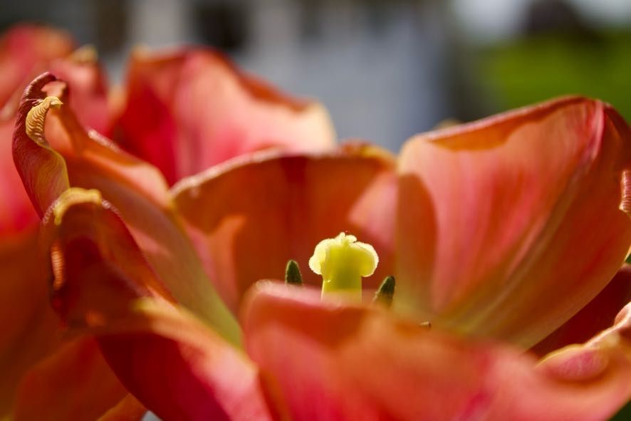 Flower.6