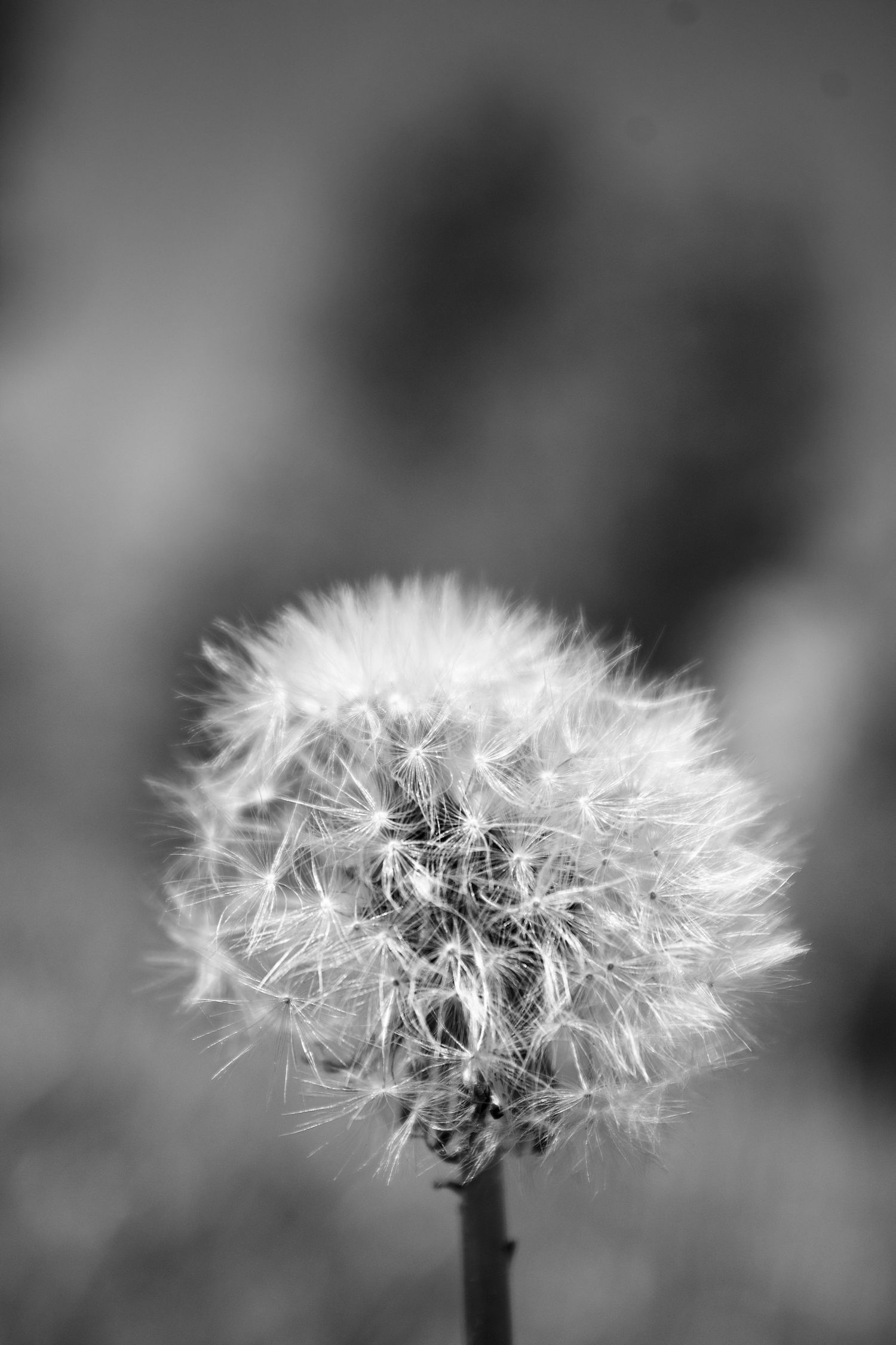 Dandelion.1