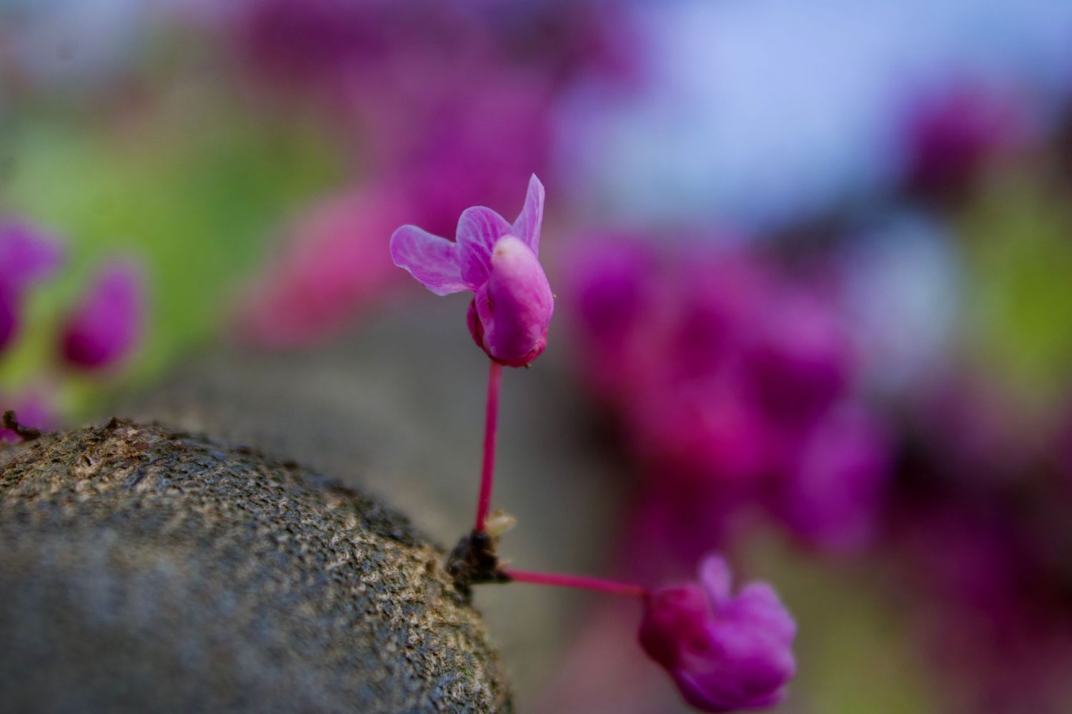 Flower.5