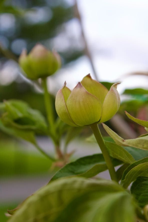 Flower.4