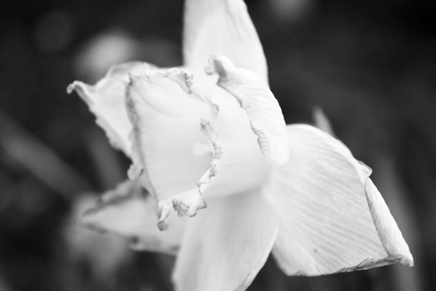 Flower.10