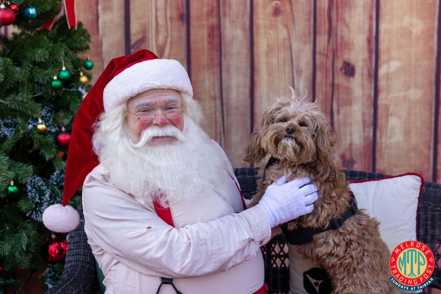 Christmas photo sequence featuring a dog and festive decorations against wooden backdrop.