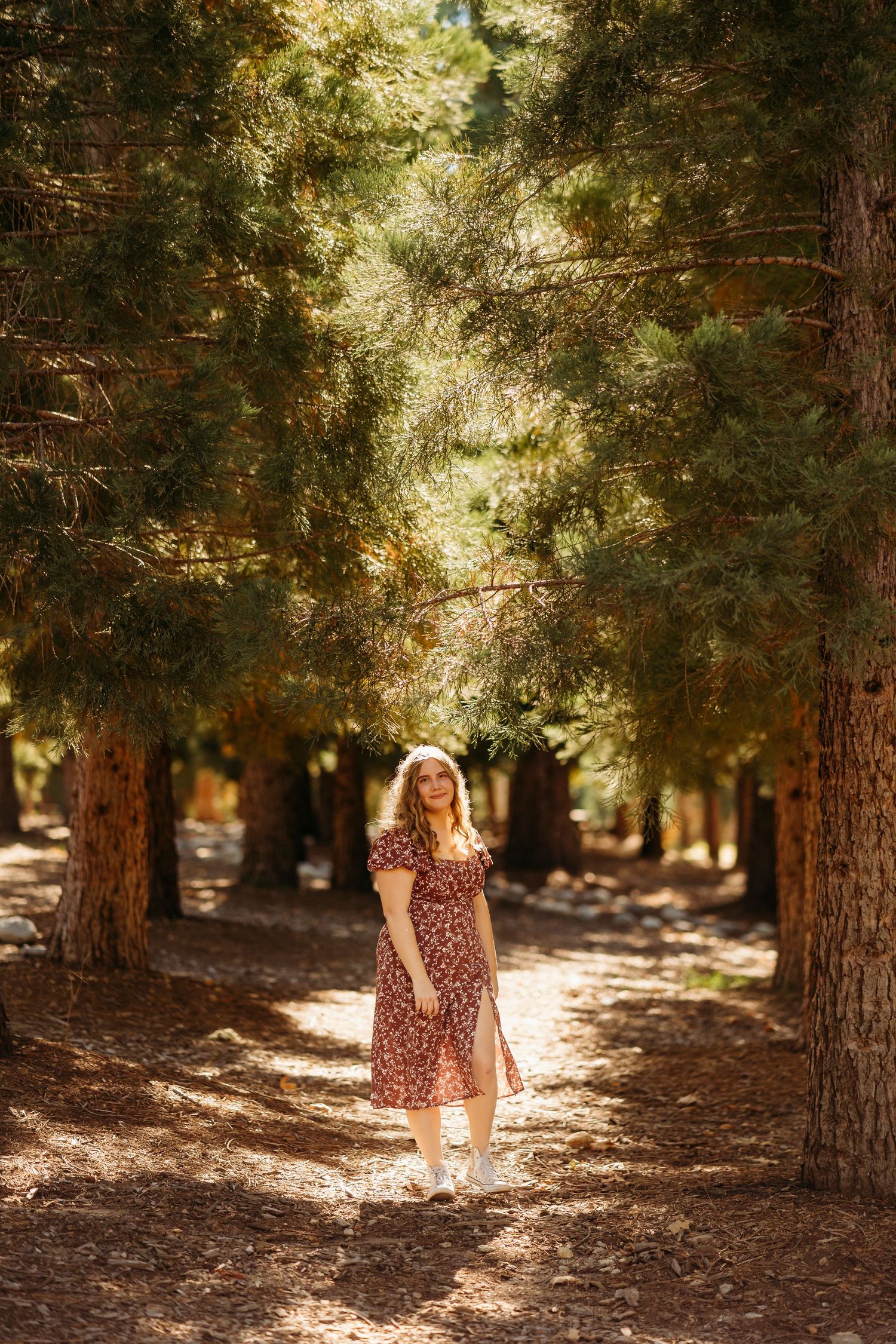 A series of portraits showing movement through a sunlit forest with pine trees creating dappled shadows on the ground  in Oak Glen.