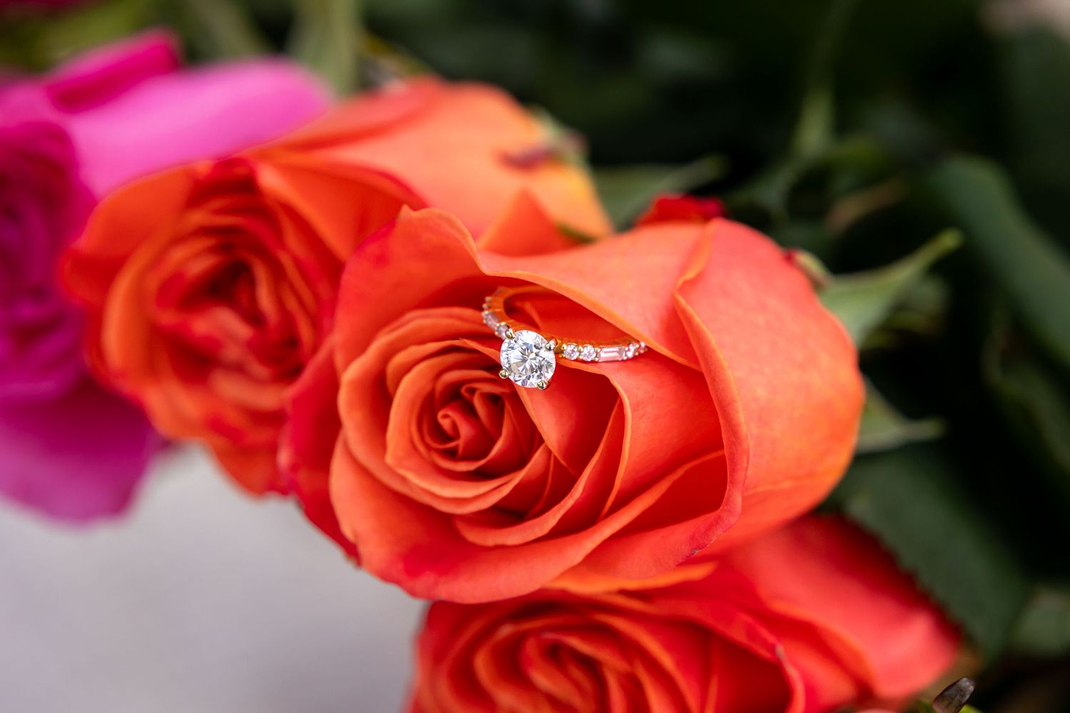 Close-up of vibrant coral and pink roses with soft focus petals.