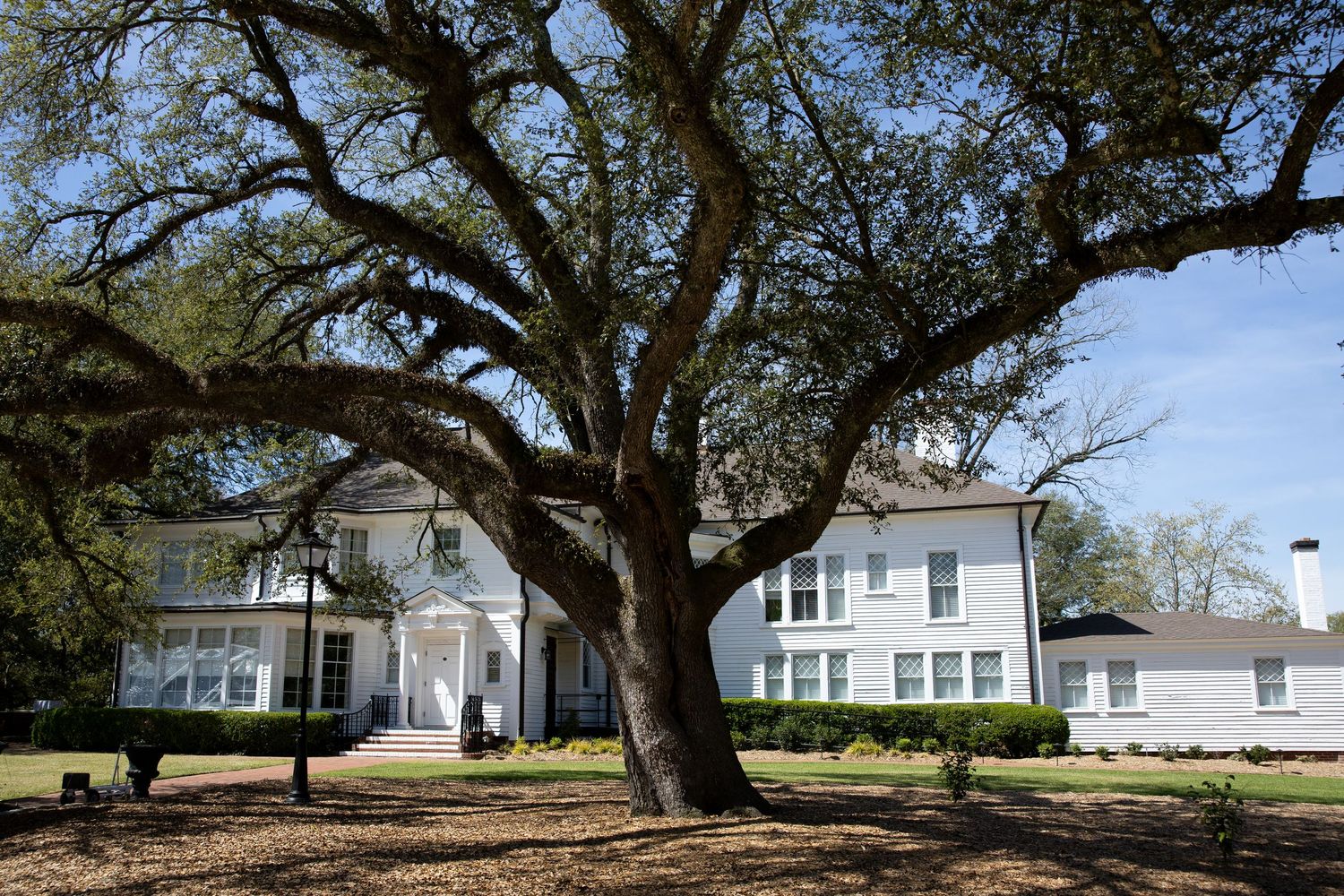 Large oak tree shading a white two-story Southern colonial home with manicured hedges and a spacious front yard.