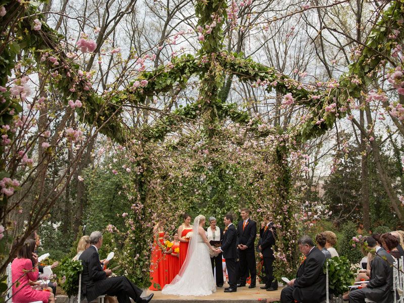 A wedding ceremony takes place outdoors under blooming cherry blossom trees in springtime.