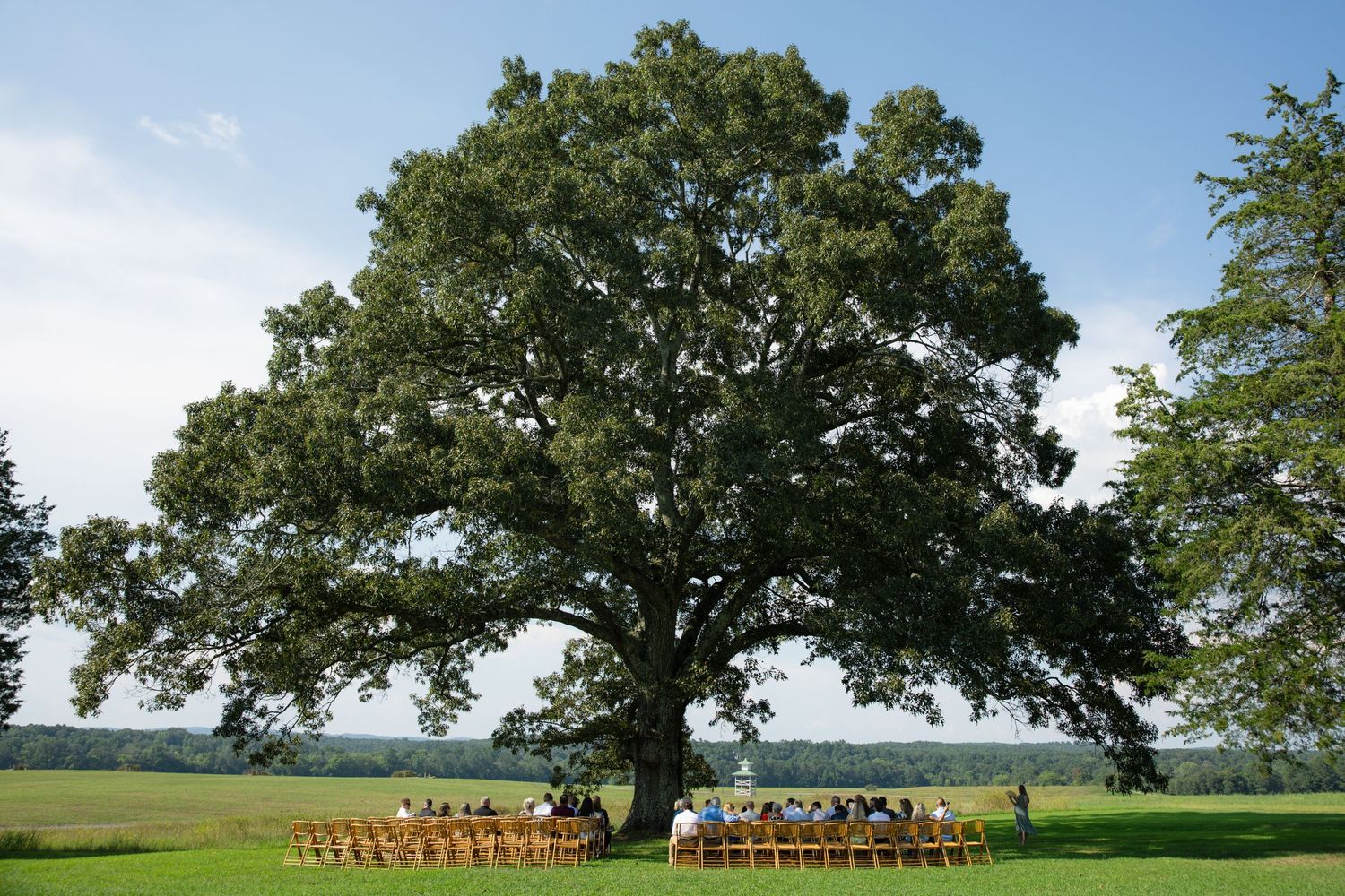 Outdoor wedding ceremony under a massive oak tree in a green meadow with rows of wooden chairs.