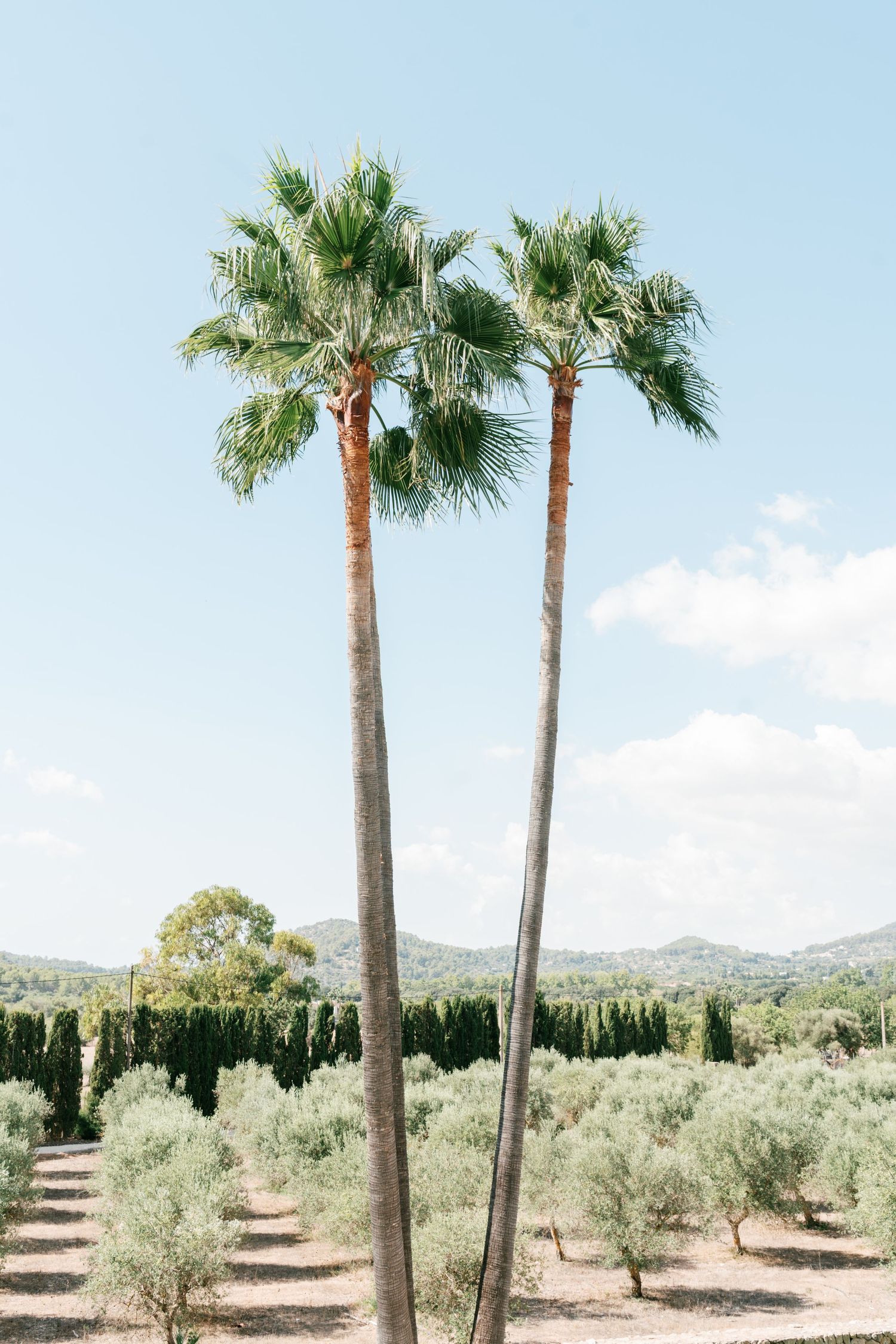Two tall palm trees stand in a Mediterranean landscape with olive trees and cypress trees under a clear blue sky. Mallorca wedding photo