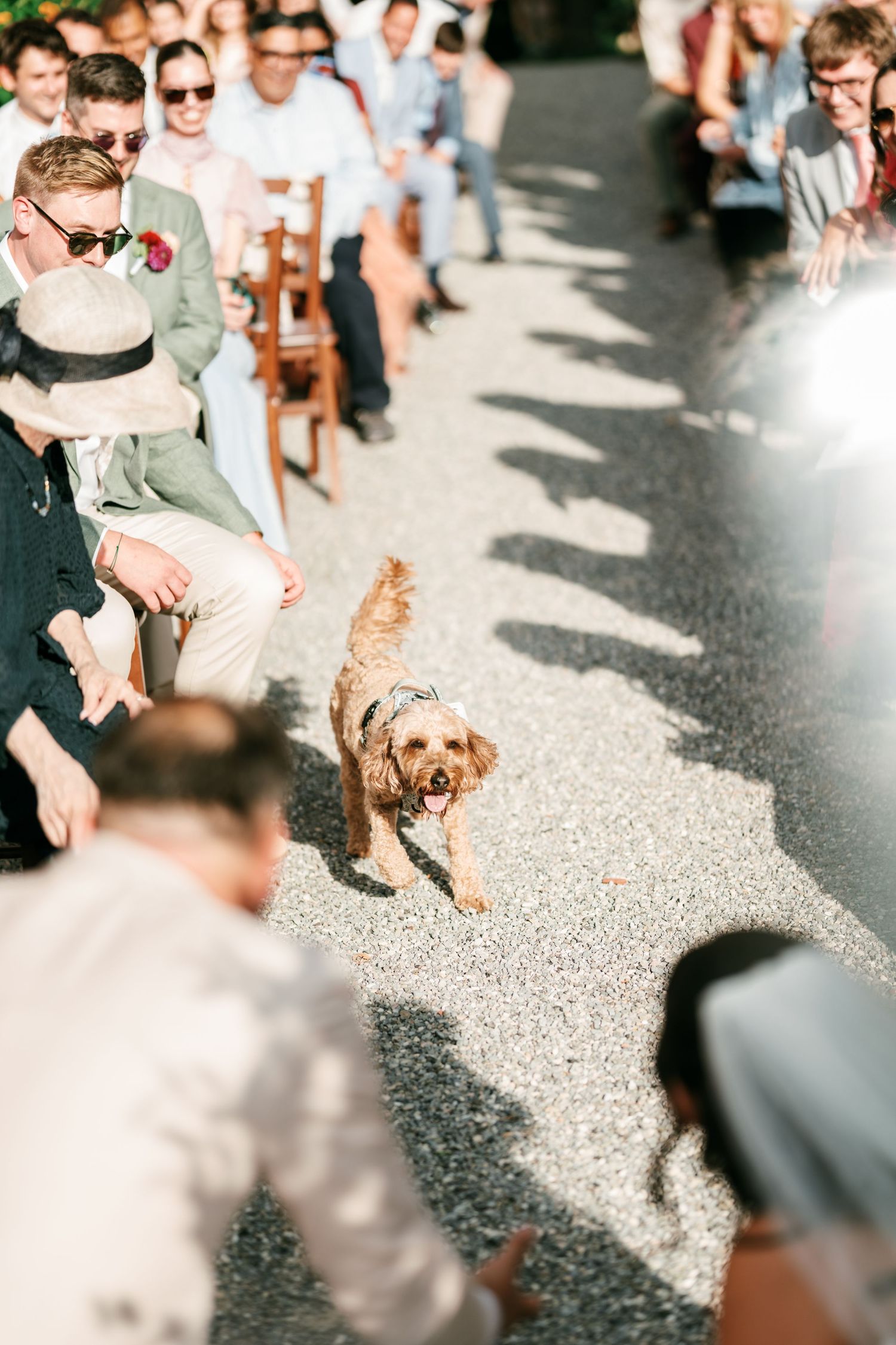 A fluffy dog in a harness trots down a gravel aisle at an outdoor wedding ceremony while smiling guests watch from both sides.