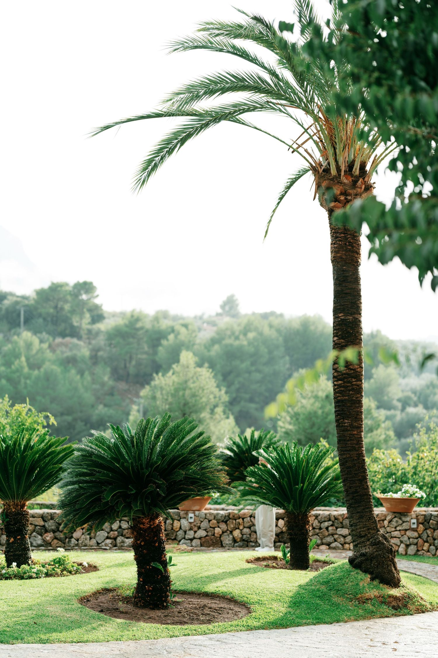 Tall palm tree and sago palms on a manicured green lawn beside a stone wall, overlooking forested hills in a Mediterranean garden.