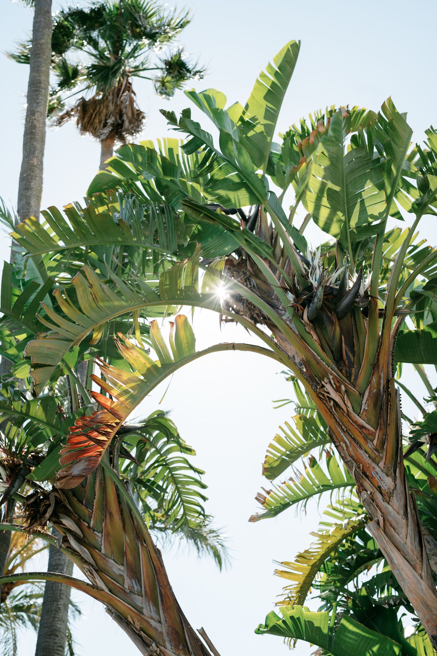 Lush tropical palm and banana trees with large green leaves against a bright sky, sunlight filtering through the foliage.