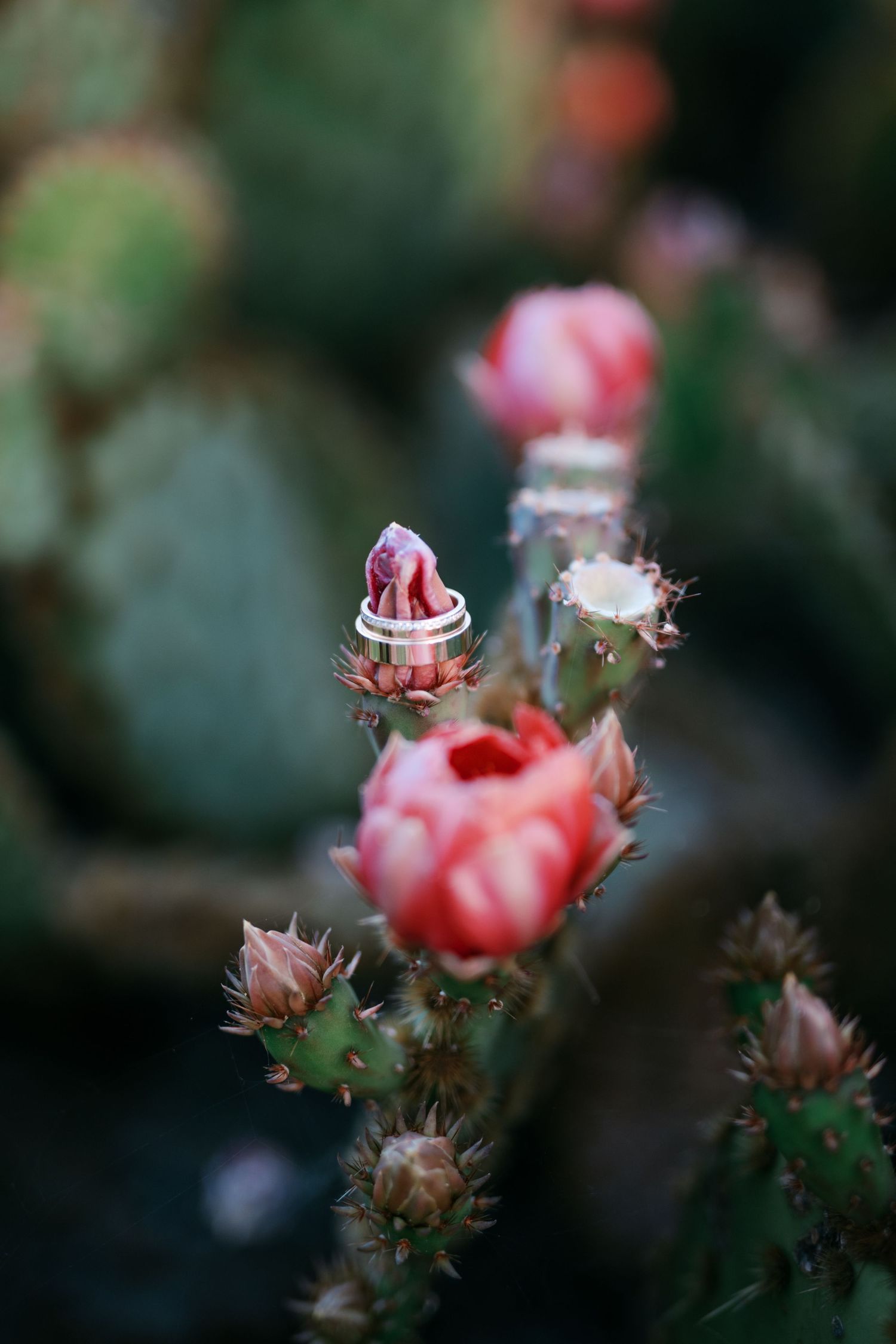Wedding rings resting on a blooming pink cactus flower with green prickly pear cactus in the background.