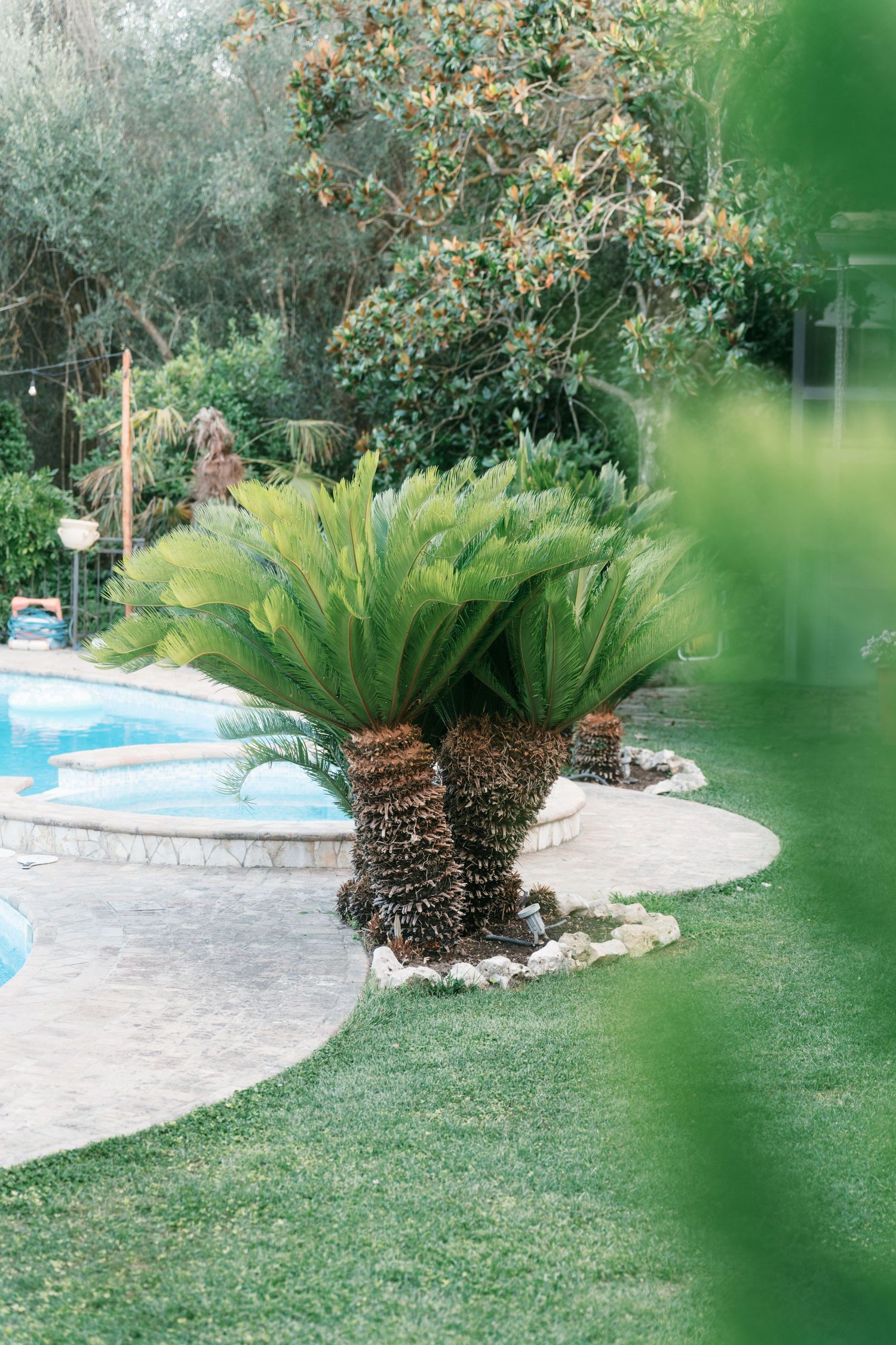 Lush garden with sago palm trees surrounding a curved swimming pool at a luxury villa. Tuscany wedding photographer, filmmaker