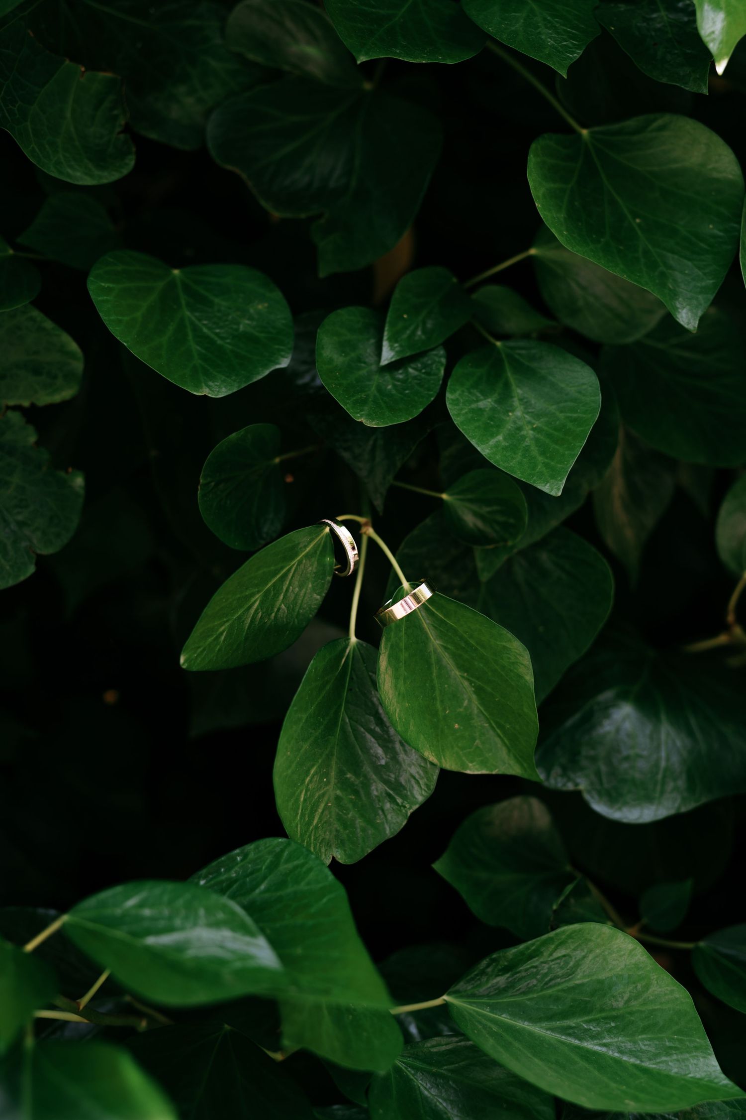 Two gold wedding rings resting on green heart-shaped ivy leaves in a lush dark garden setting in Mallorca.