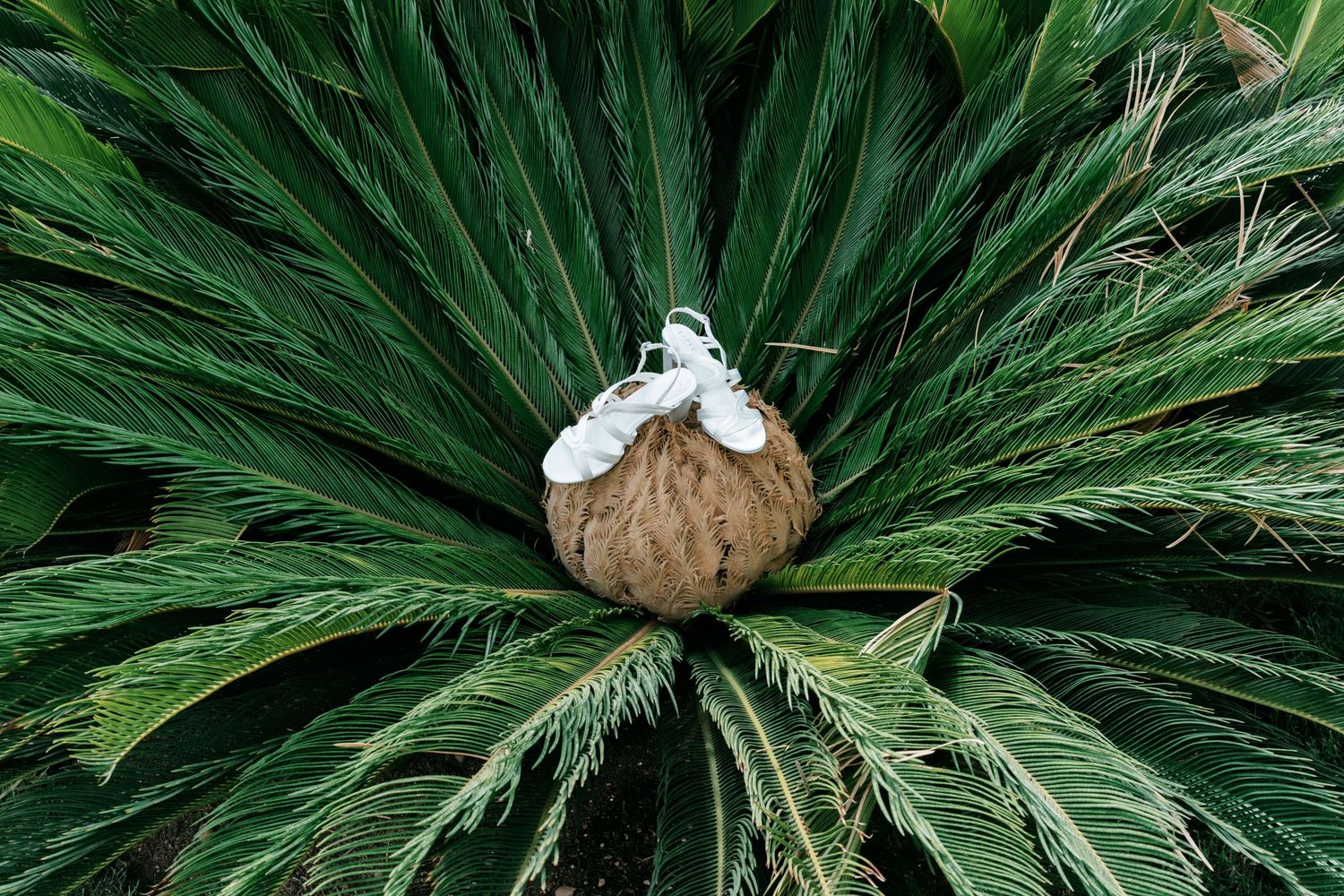 White bridal shoes resting on a tropical cycad palm plant center. Mallorca wedding photographer, filmmaker
