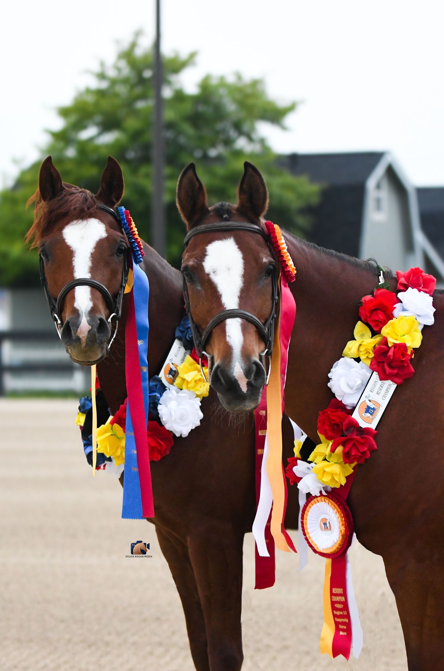Two horses side by side next to eachother with award garlands on