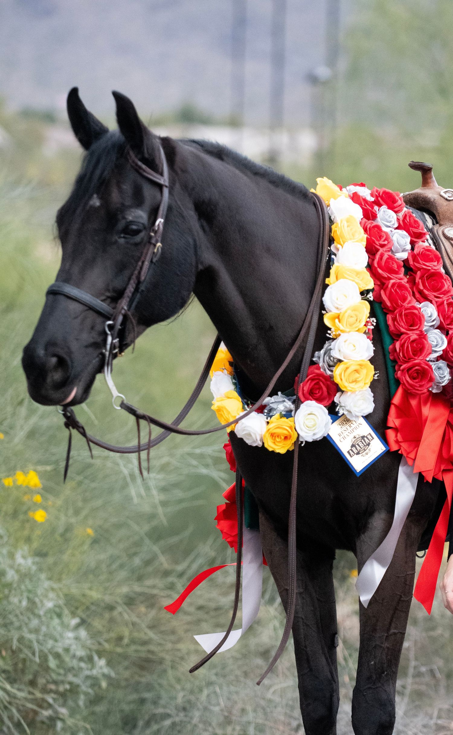 Black horse with award garlands draped on neck.