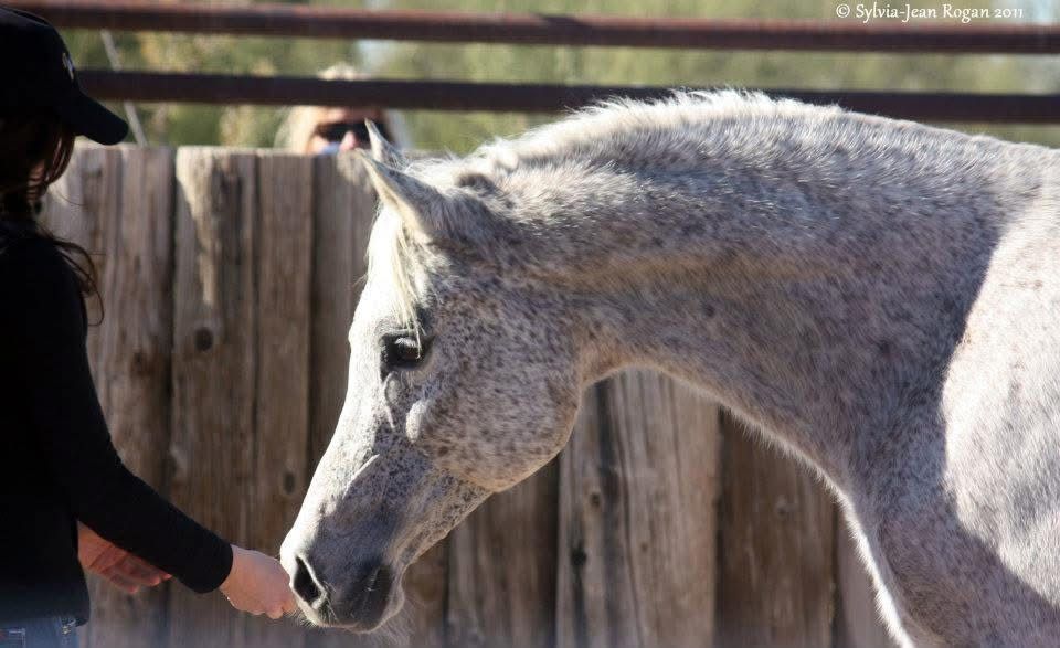 White horse and adult woman share a sniff