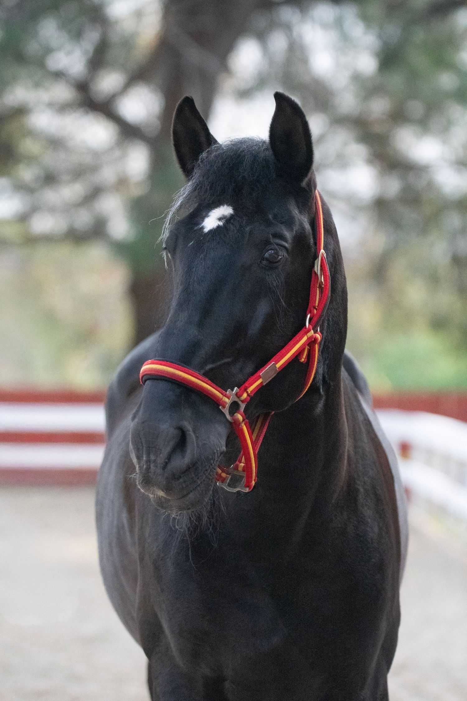 Black horse with red and yellow halter