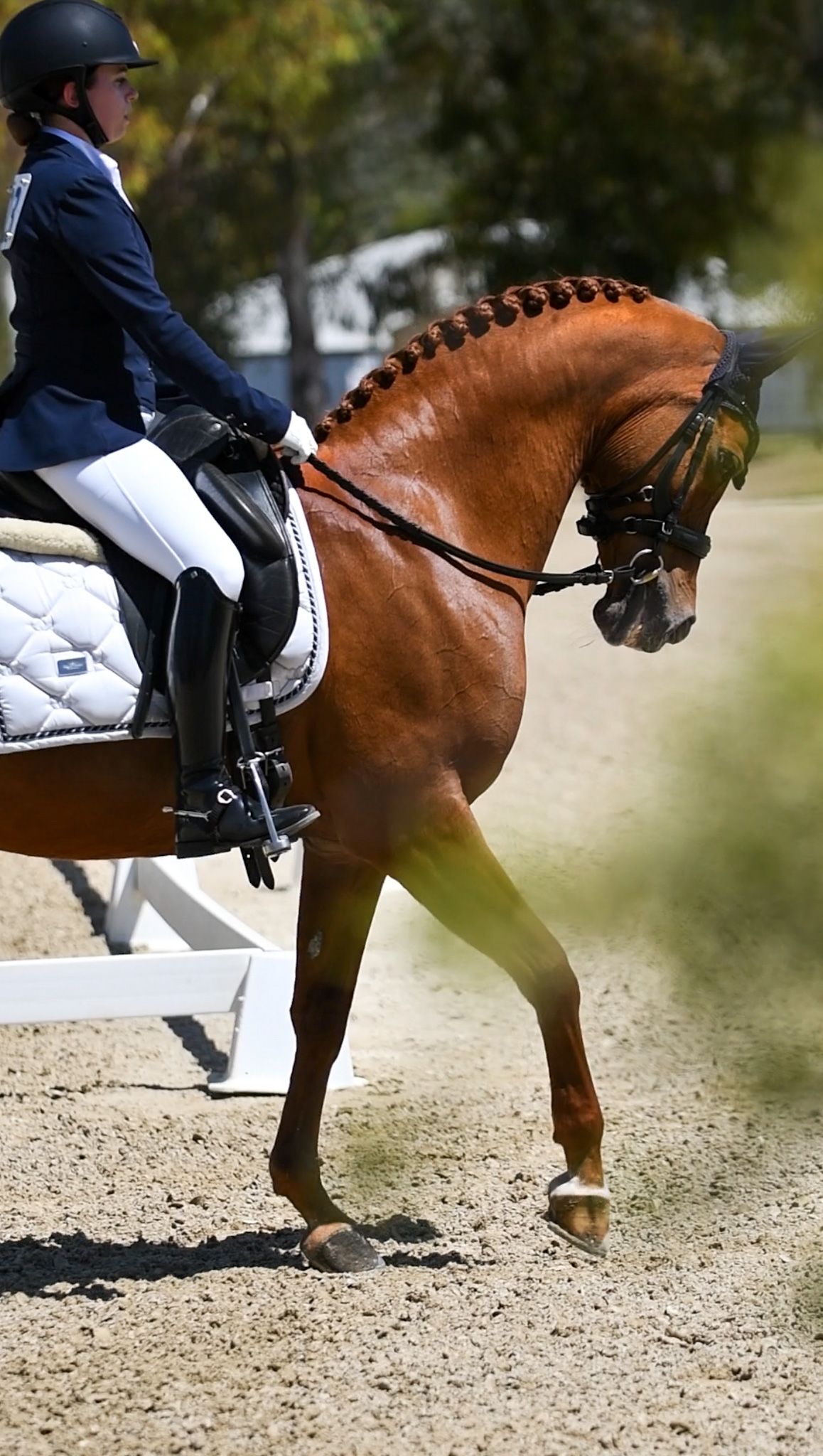 Close up shot of adult equestrian and chestnut mare before a dressage test
