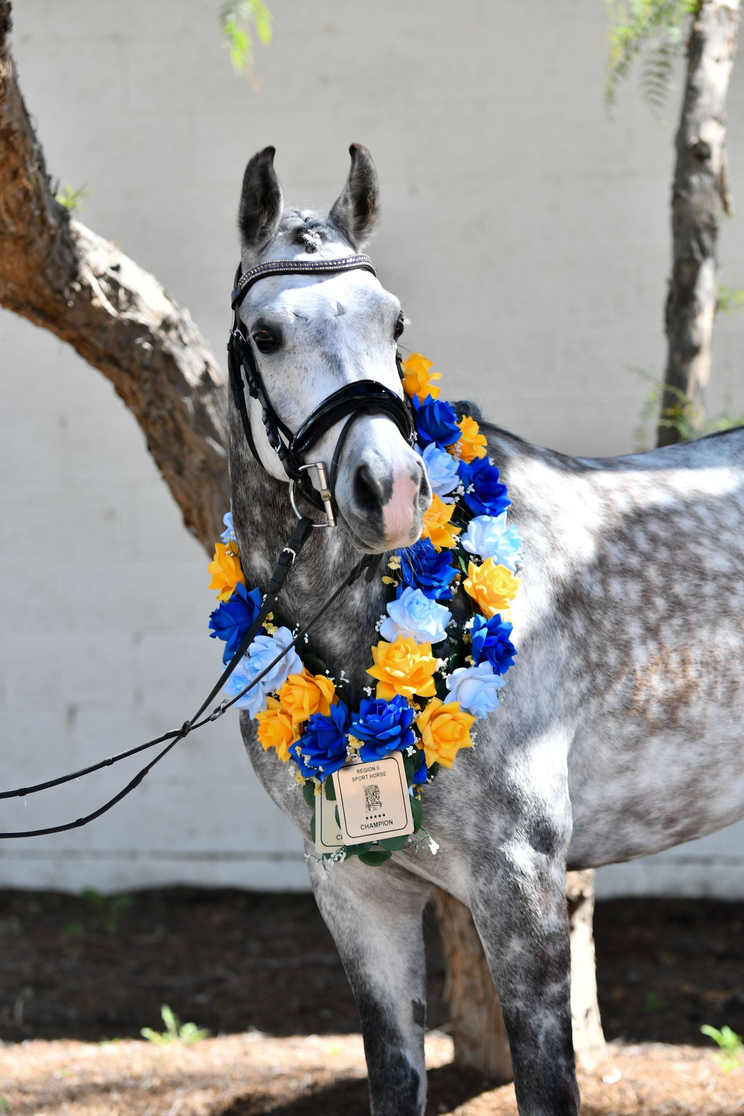 Grey horse posing with award garland on