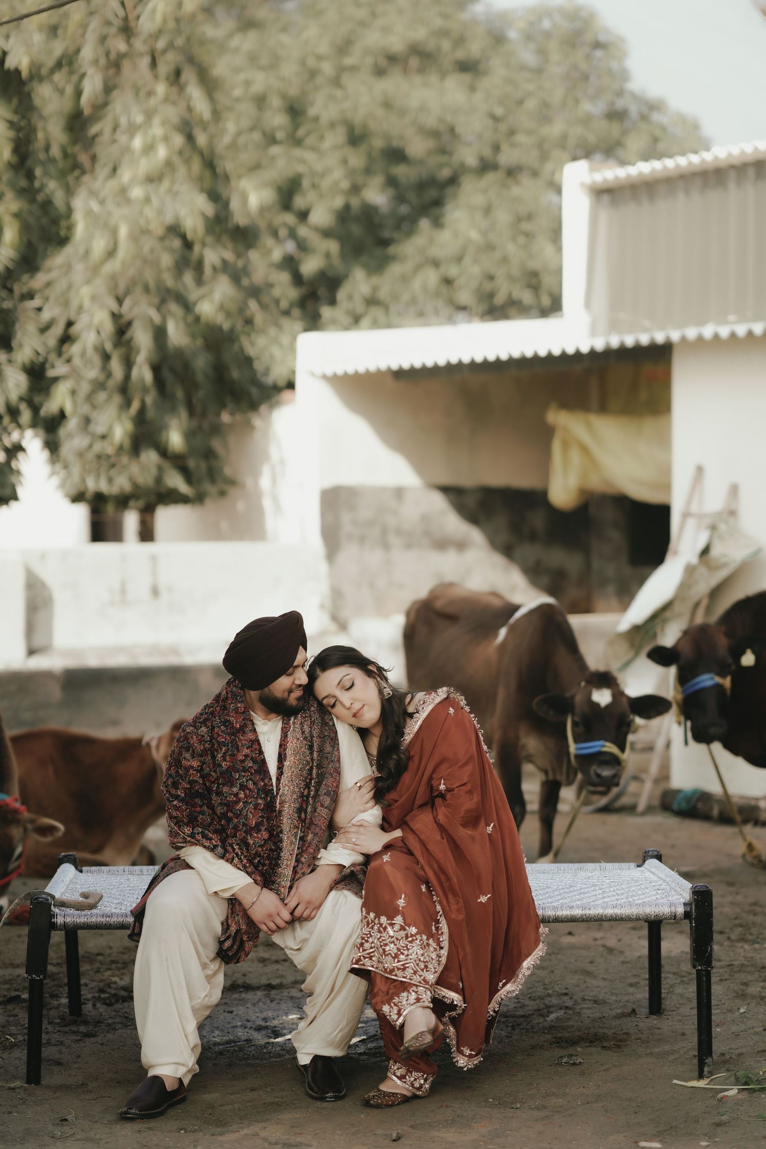 Sikh couple sitting on a bench in a rustic farm setting with cows in the background during an engagement shoot.