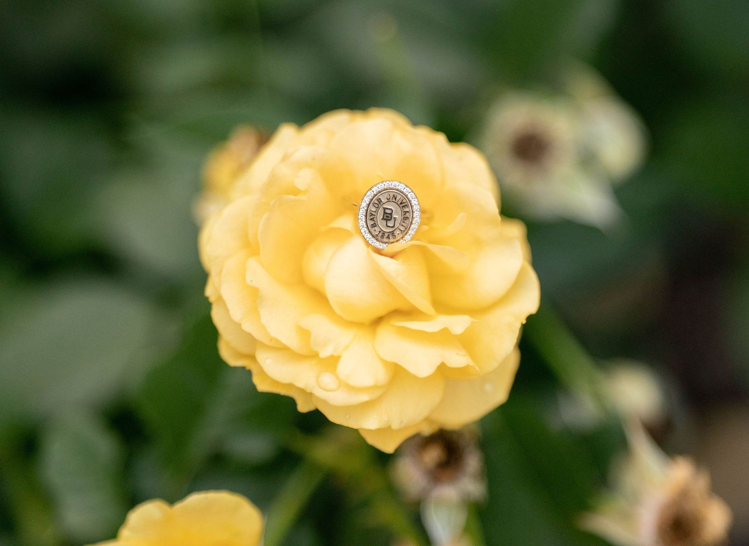 Diamond engagement ring nestled in the center of a blooming yellow rose in a garden setting.