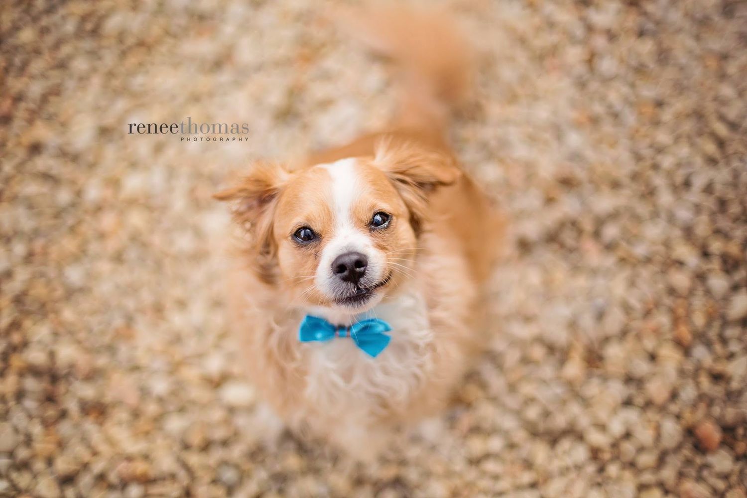 Adorable fluffy dog wearing a blue bow tie looking up at the camera on a gravel path.