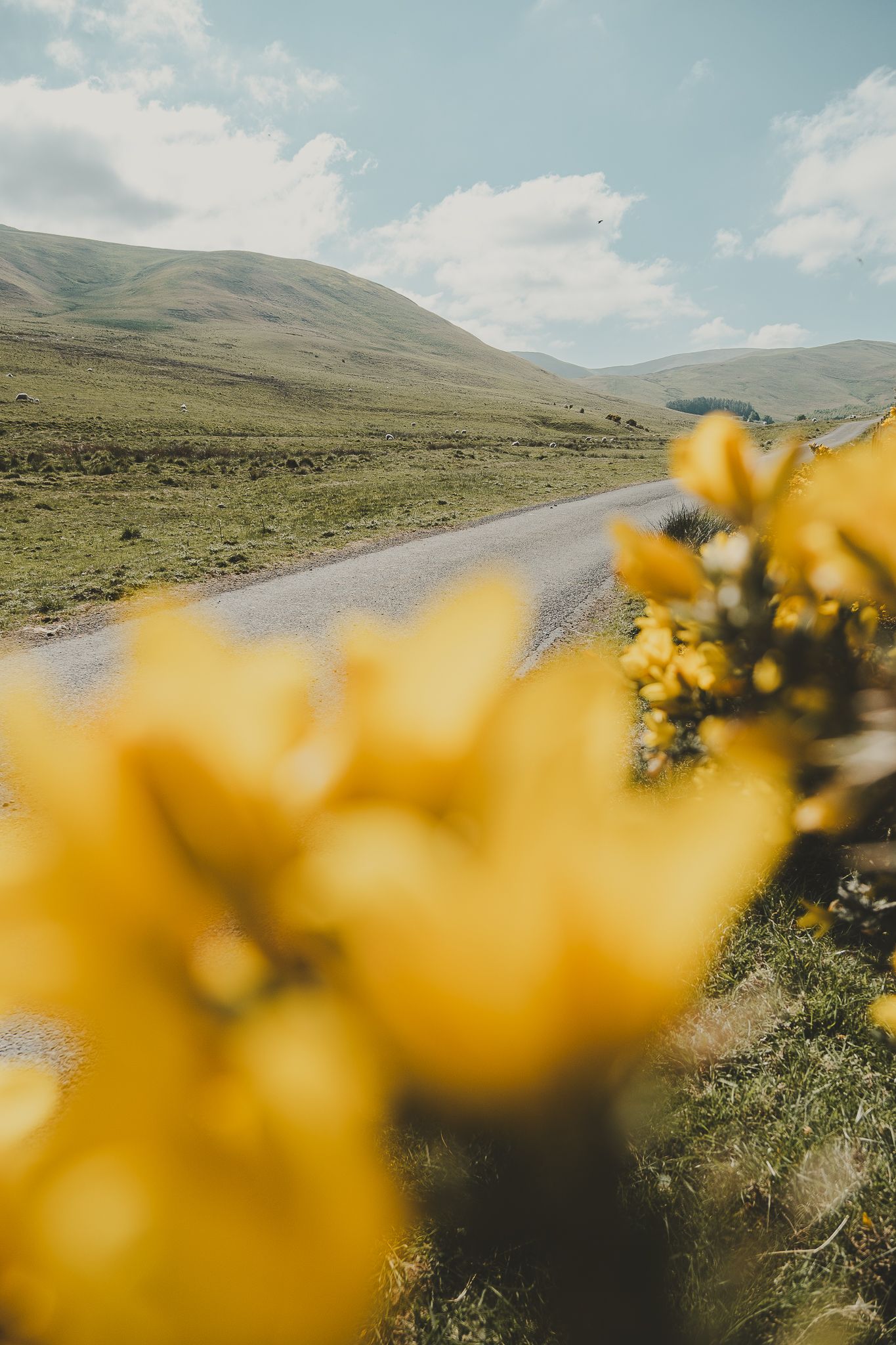 long shot of hills with yellow flowers in foreground