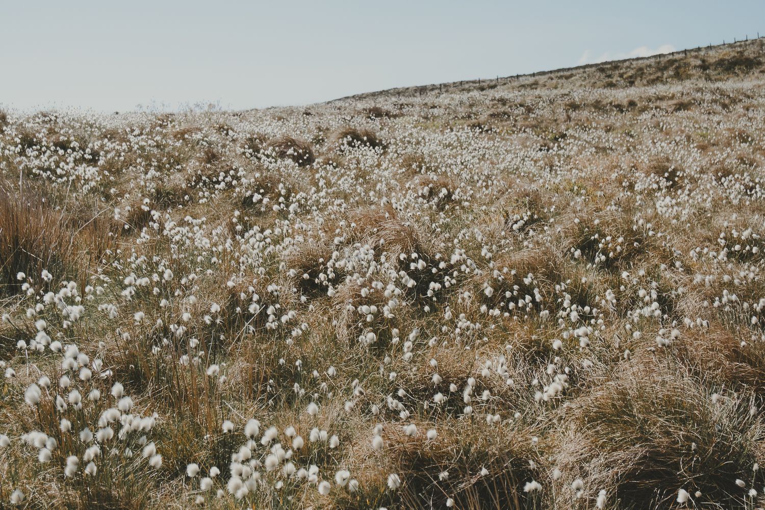 cotton grass