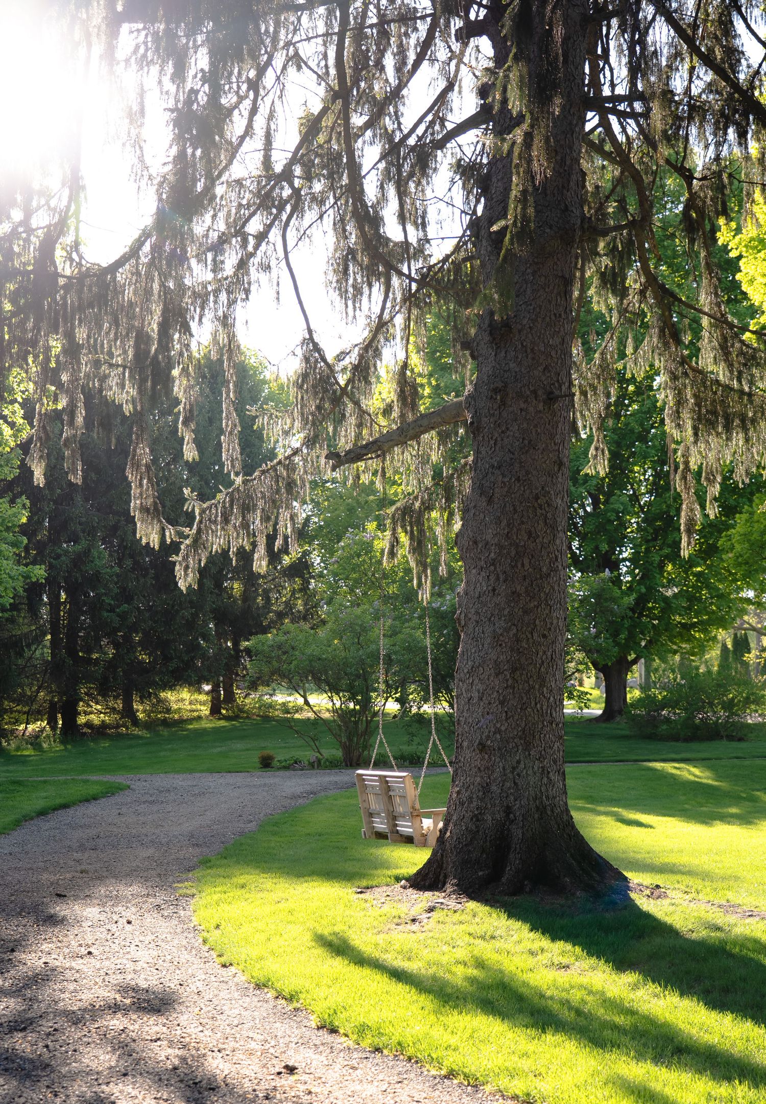 A gravel path winds through moss-draped trees casting long shadows across a sunlit lawn in a peaceful park setting.