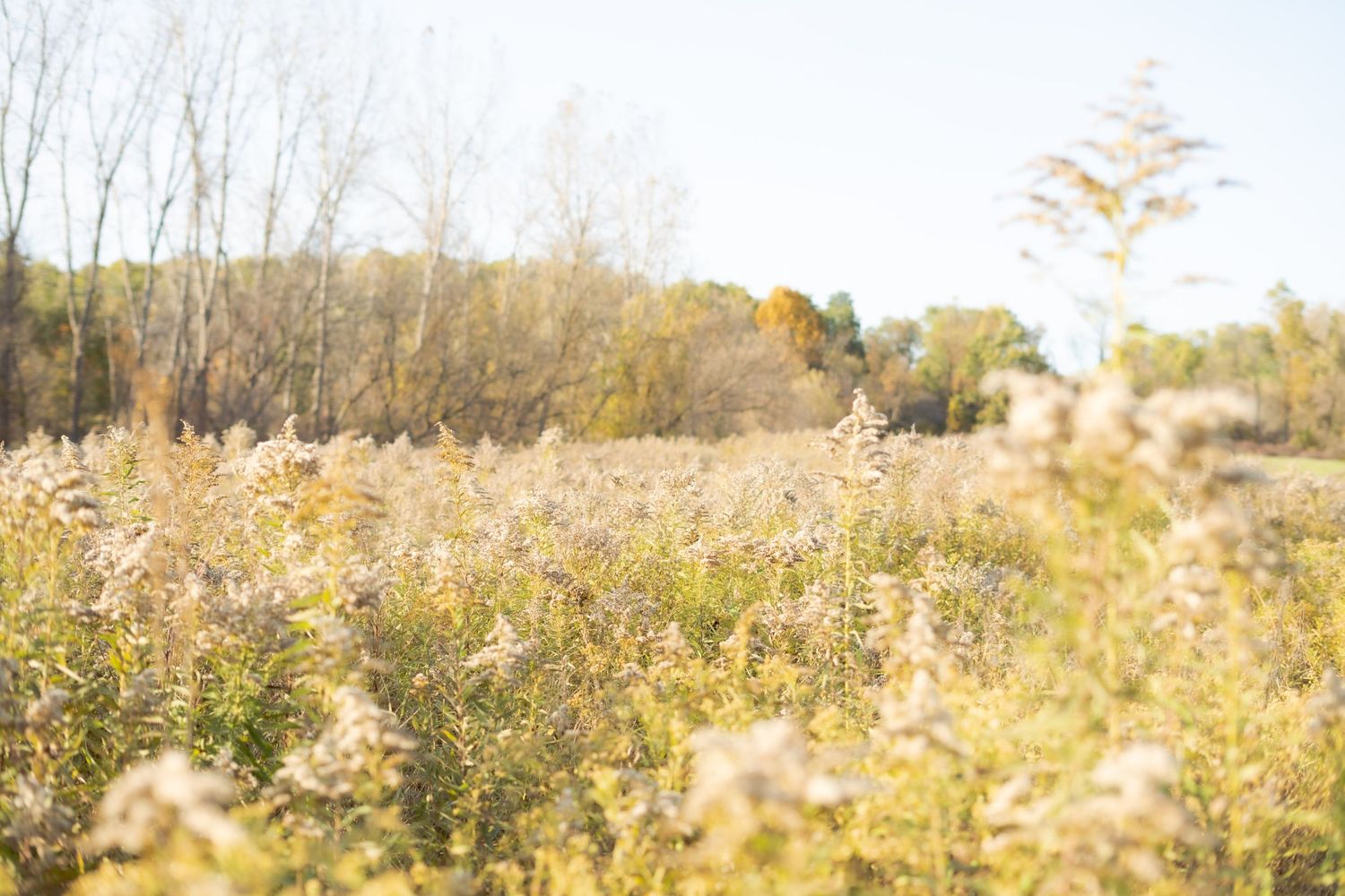 Sunlit wildflower field with golden autumn colors and trees in background.