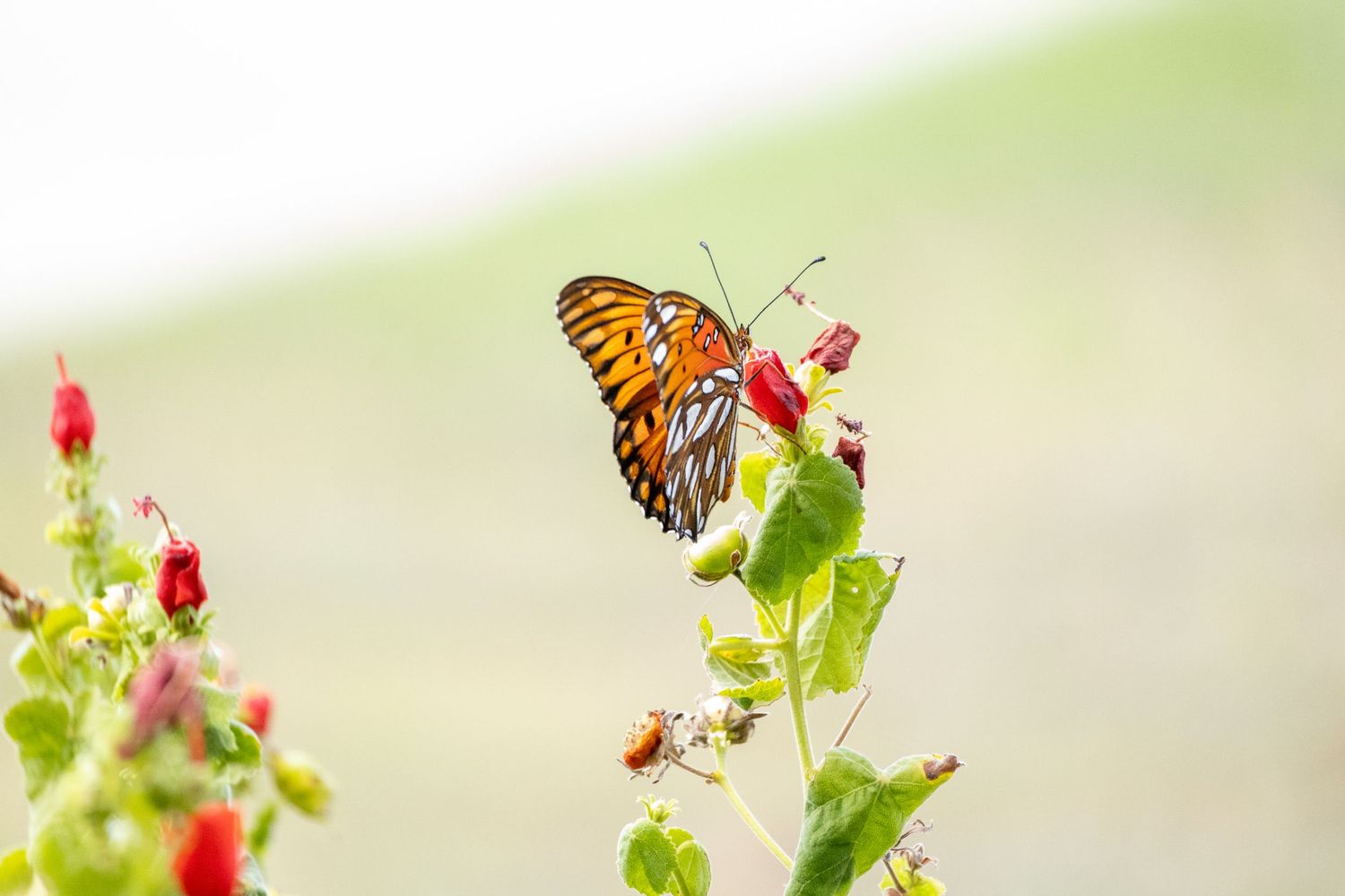 A Gulf Fritillary butterfly perches delicately on a flowering plant against a soft, blurred green background.