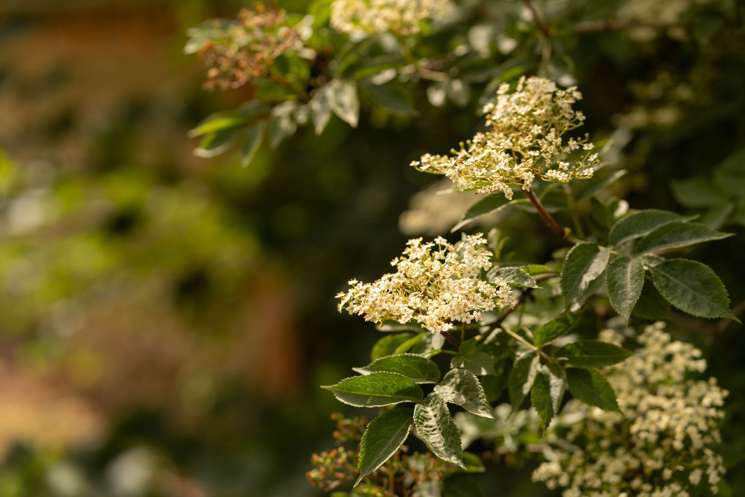 Close-up of a shrub with clusters of small white flowers and dark green leaves in a garden setting.