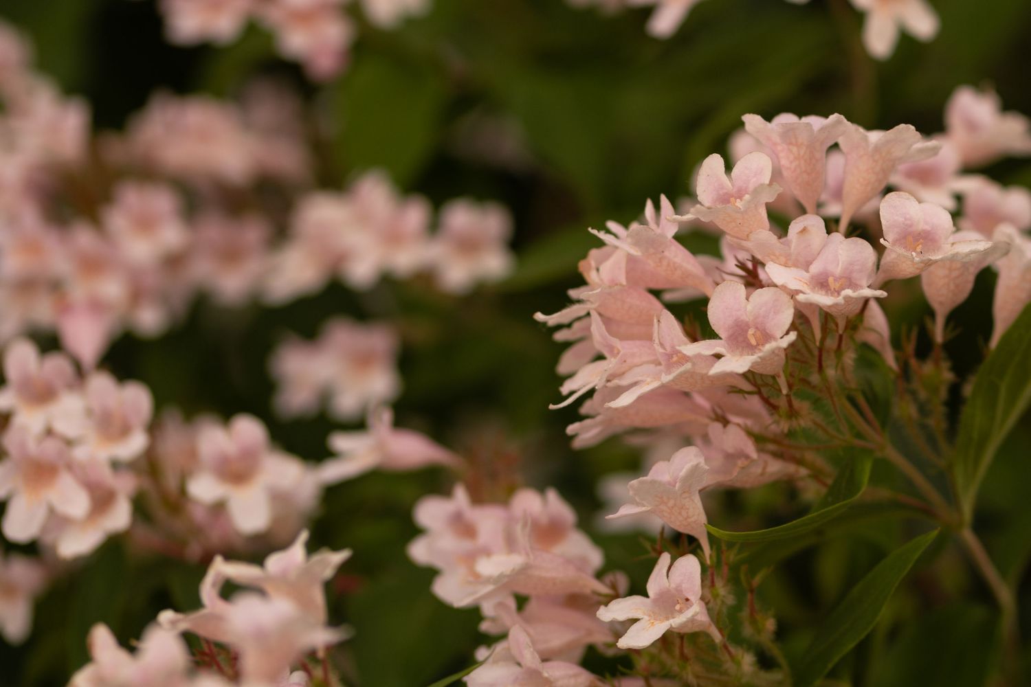 Delicate light pink cluster flowers bloom against lush green foliage in a soft-focus garden setting.