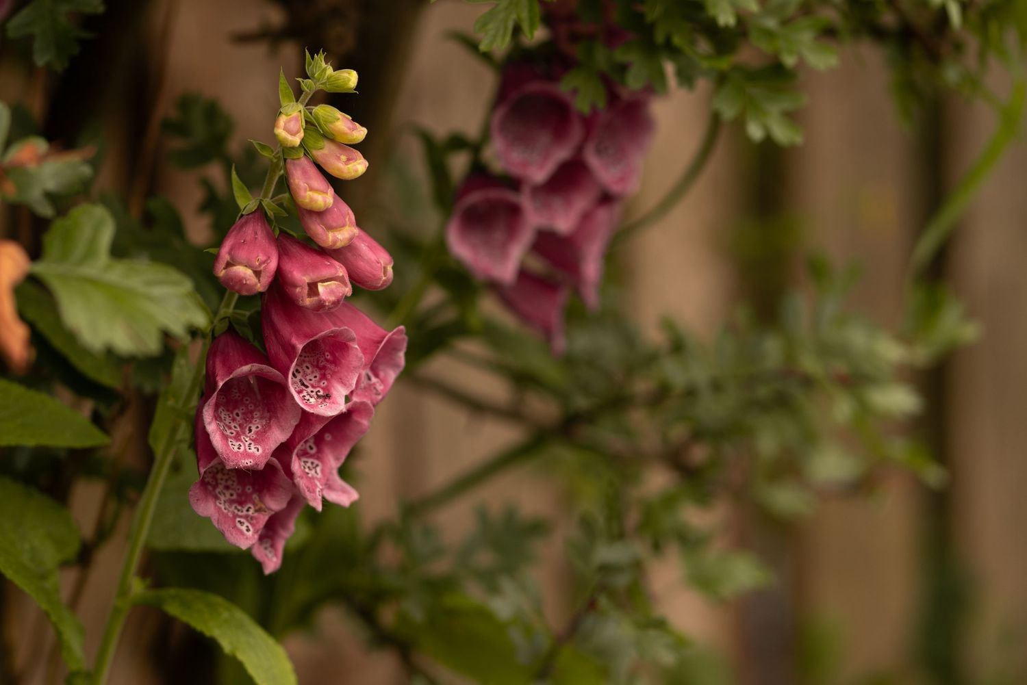 Close-up of pink foxglove flowers with spotted throats blooming on tall spikes against a blurred wooden fence.