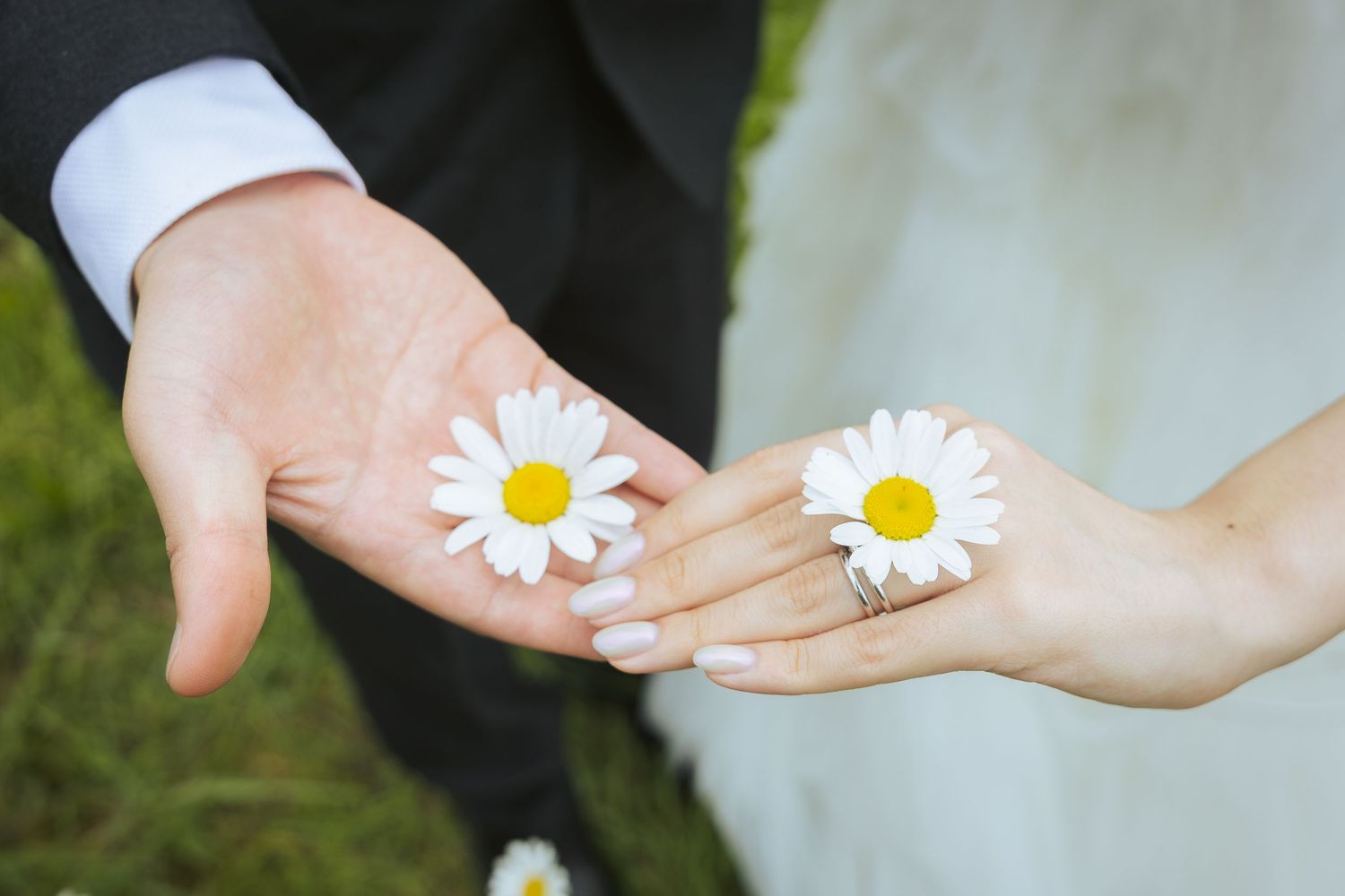 A sequence of hands holding white daisy flowers against a soft blurred background.