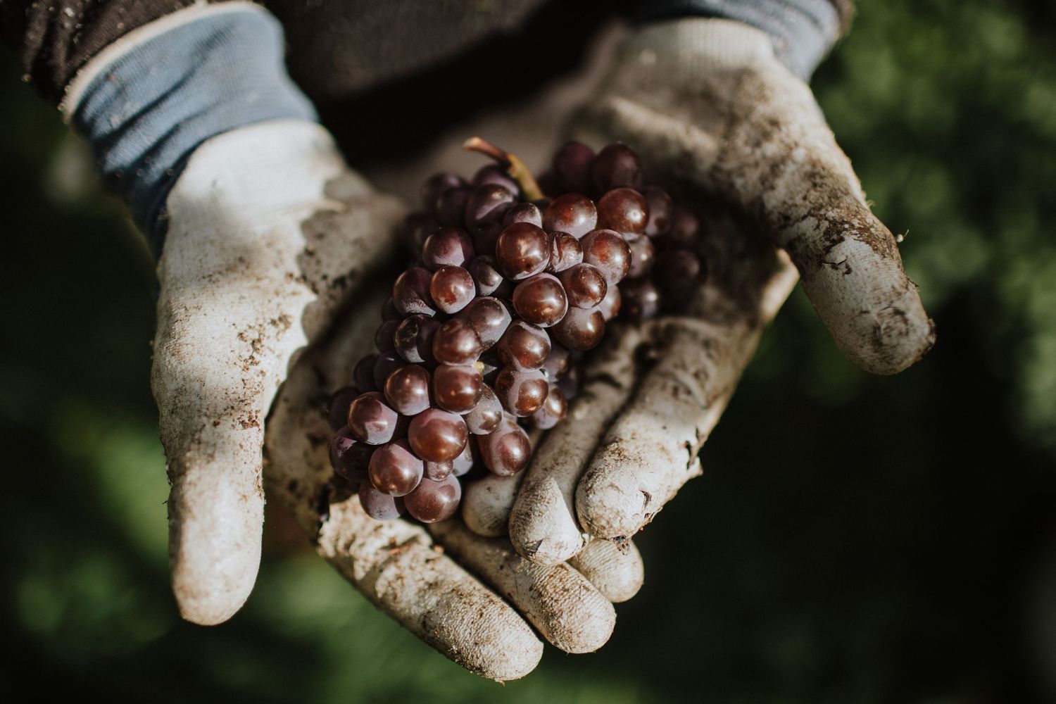 Dirty gloved hands holding freshly picked central otago pinot noir red grapes covered in soil during wine harvest in New Zealand.