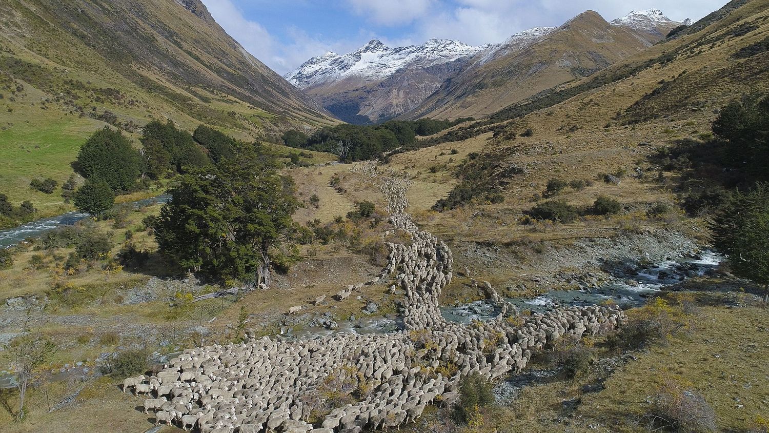 Aerial view of  high country sheep muster through remote alpine valley for a BBC natural history film directed by Holly Wallace.