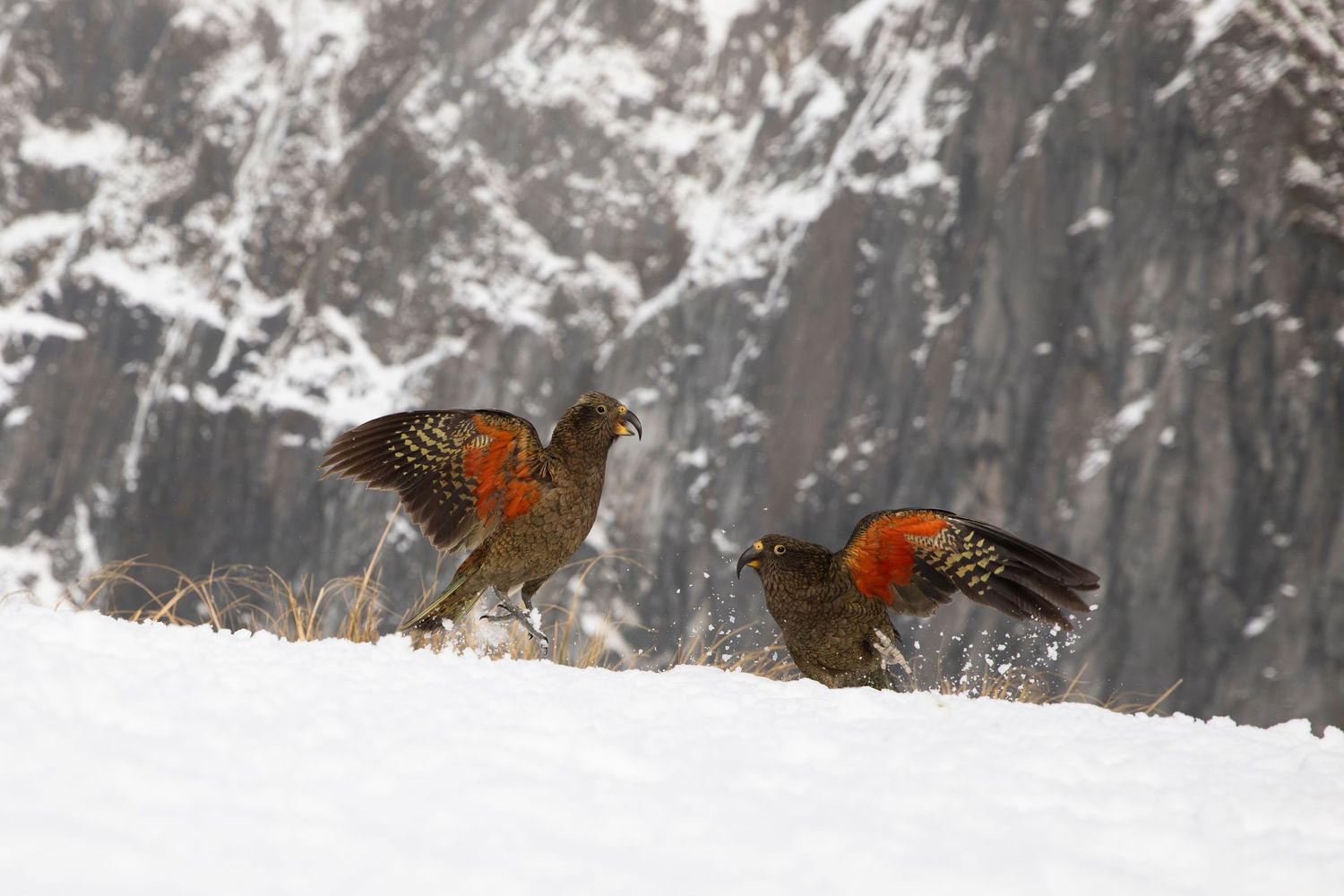 Kea parrots playing in the snow in New Zealand while being filmed for BBC's Frozen Planet 2 series, directed by Holly Wademan.