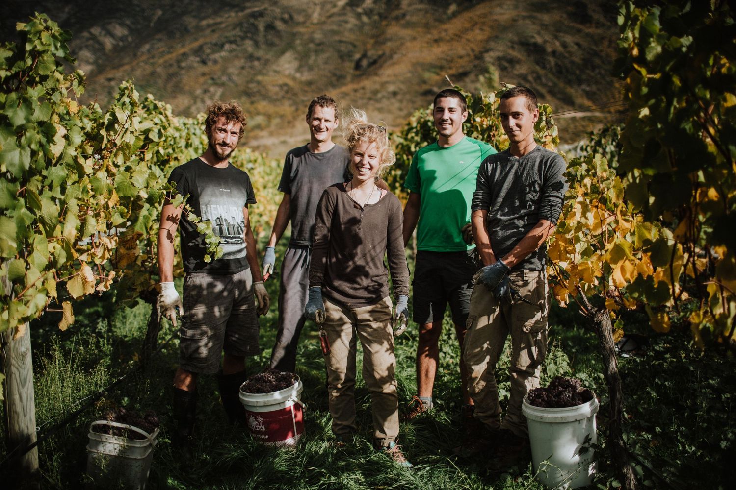 Group of five vineyard workers smiling together during grape harvest at dusk among the vines.