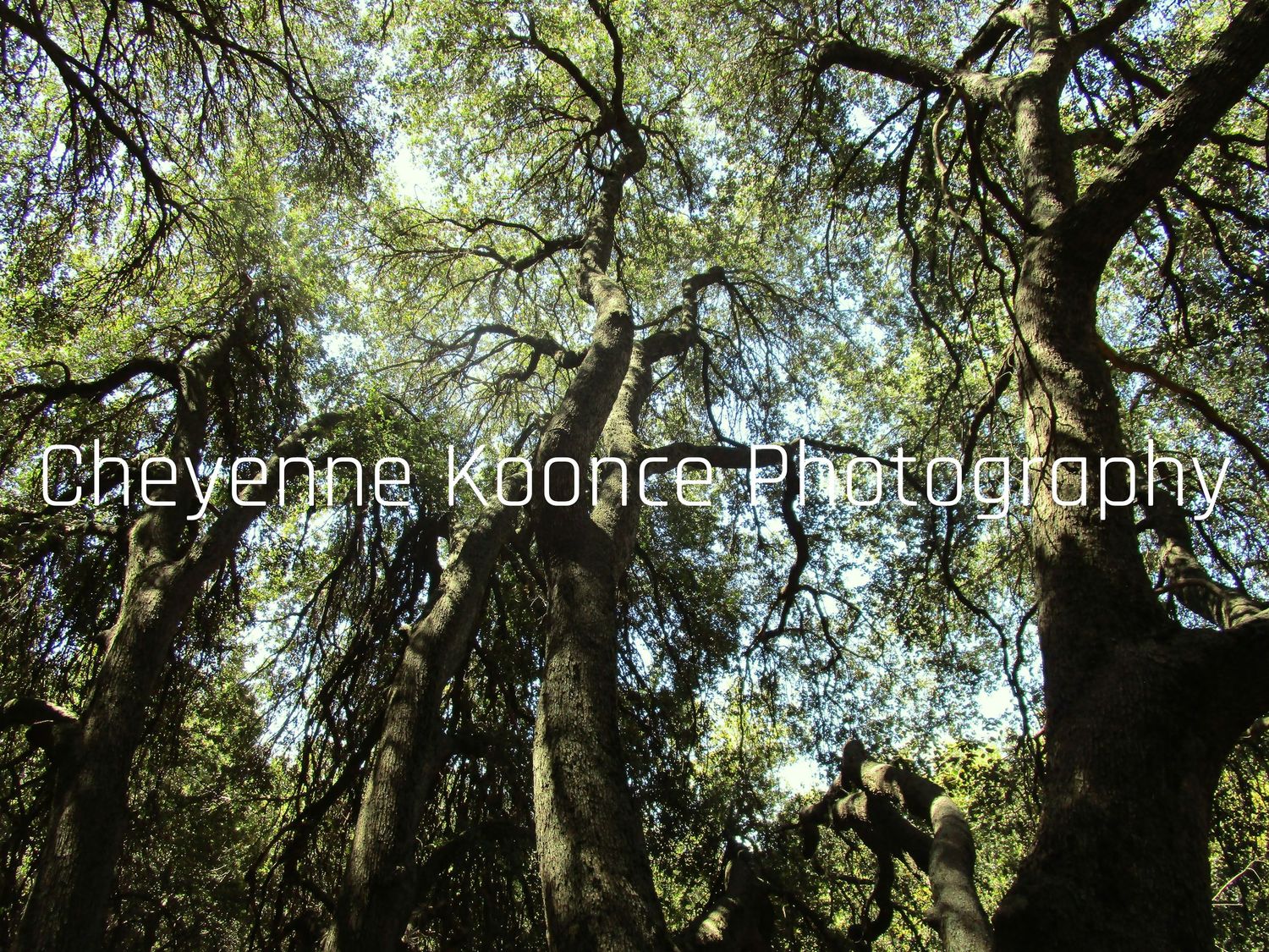 Big trees with light shining through them